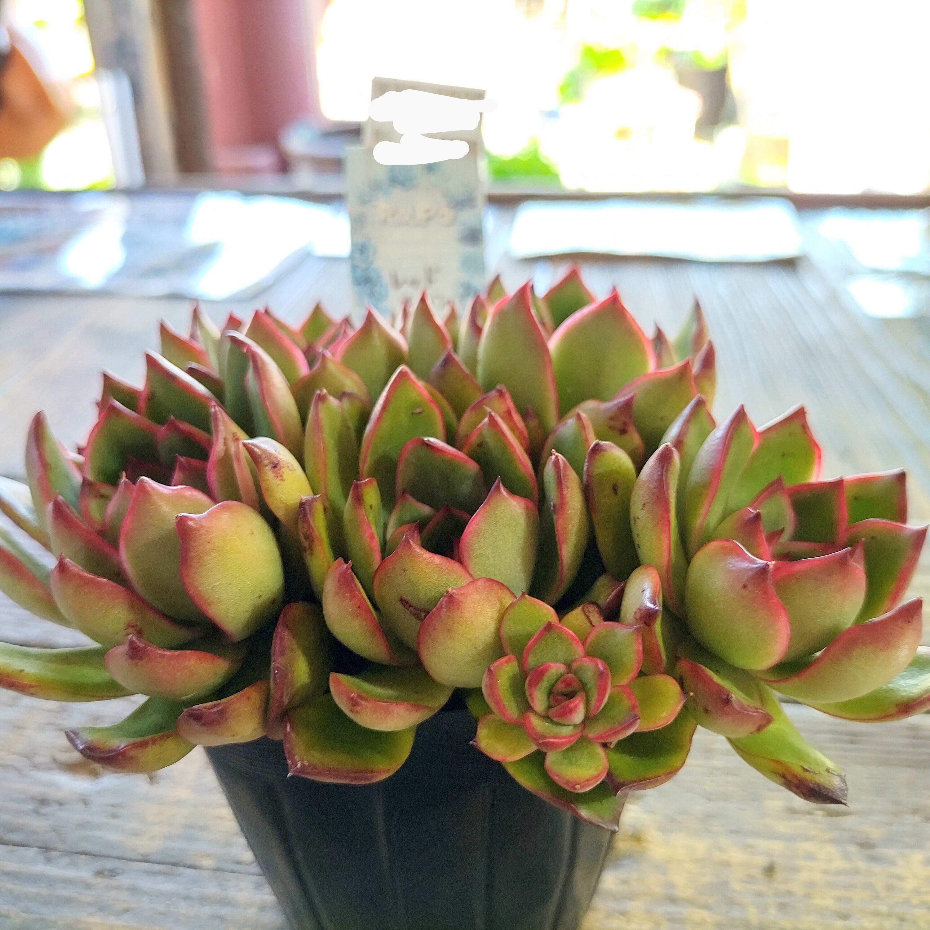 レッドモラン群生 | RuPo 多肉植物専門店
