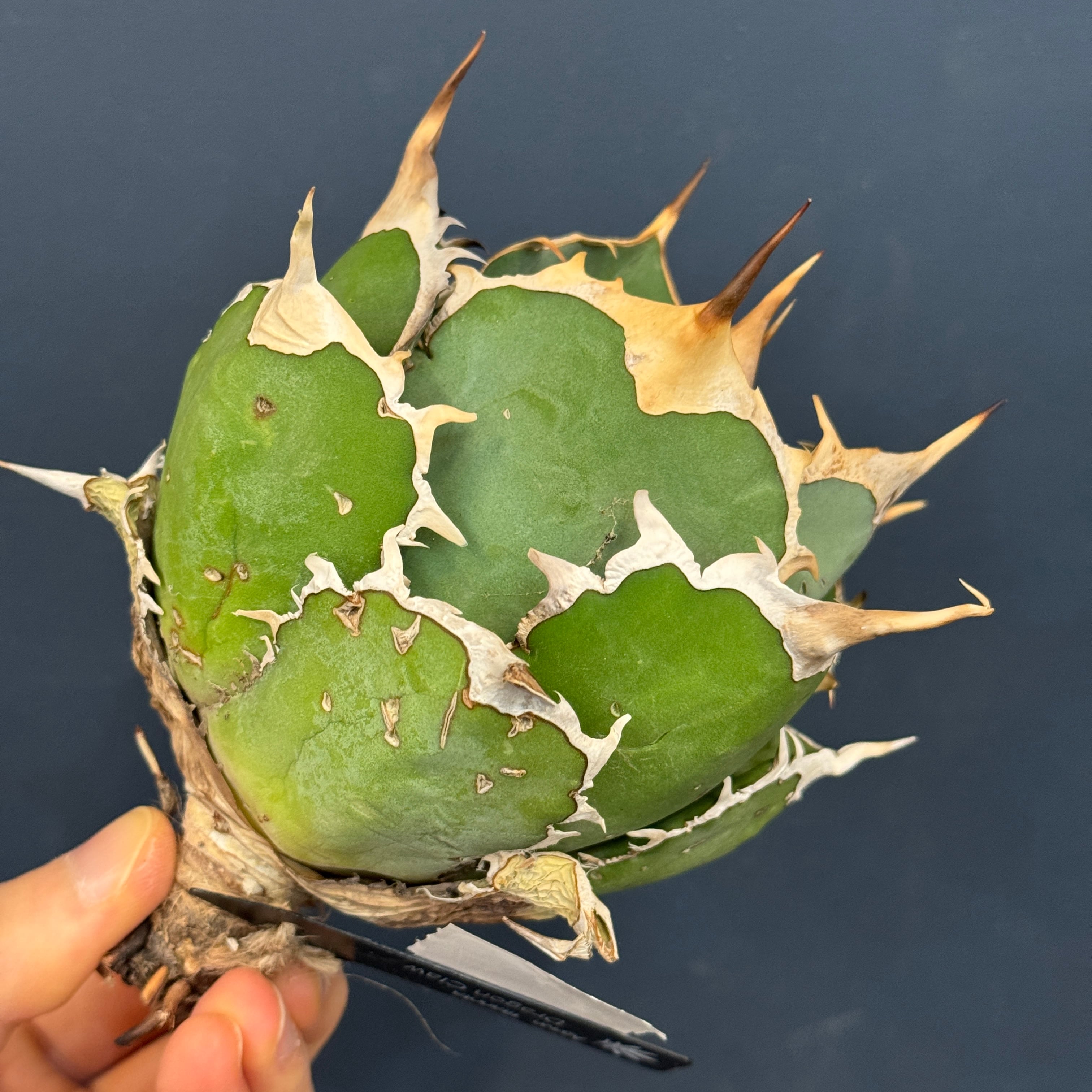 アガベ | PROTOLEAF プロトリーフ