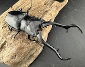 【WD】《 ギラファノコギリ亜種マキタイ 南カマリネス産 96.5mm A'品ペア》