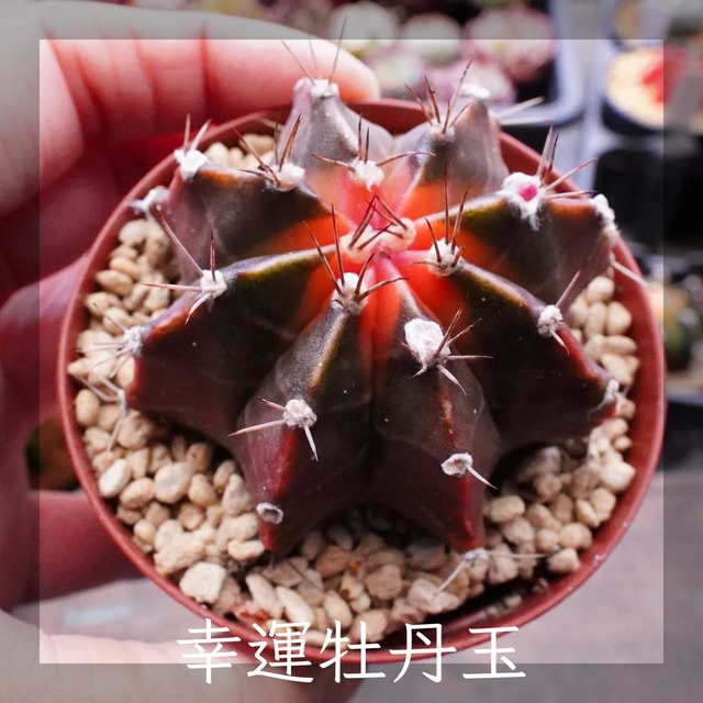 【 赤色 | 幸運牡丹玉 】ヒボタン　ギムノカリキウム　ミハノビッチ　サボテン　Gymnocalycium mihanovichii var. triedrichii