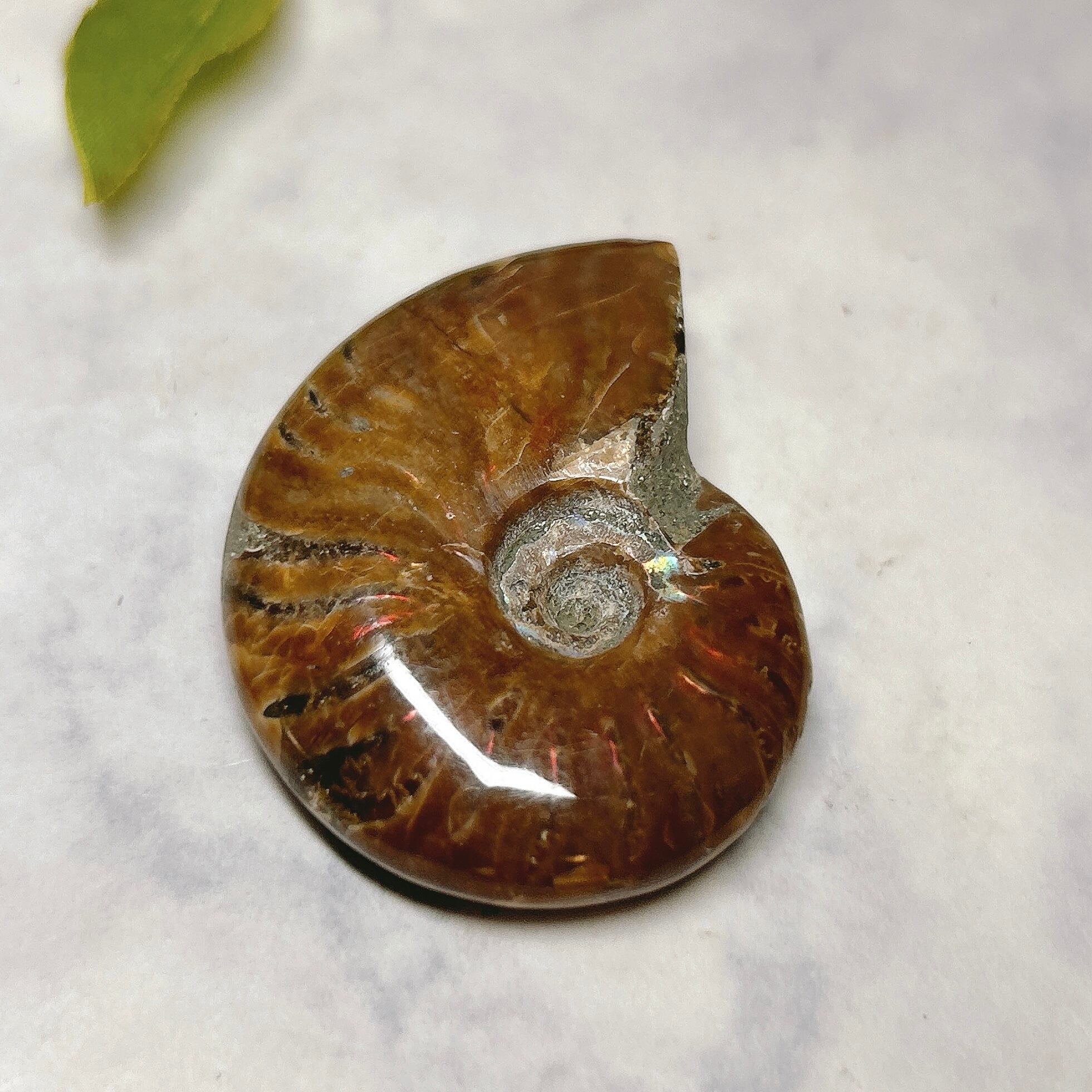 山口県産アンモナイト美麗標本極希少