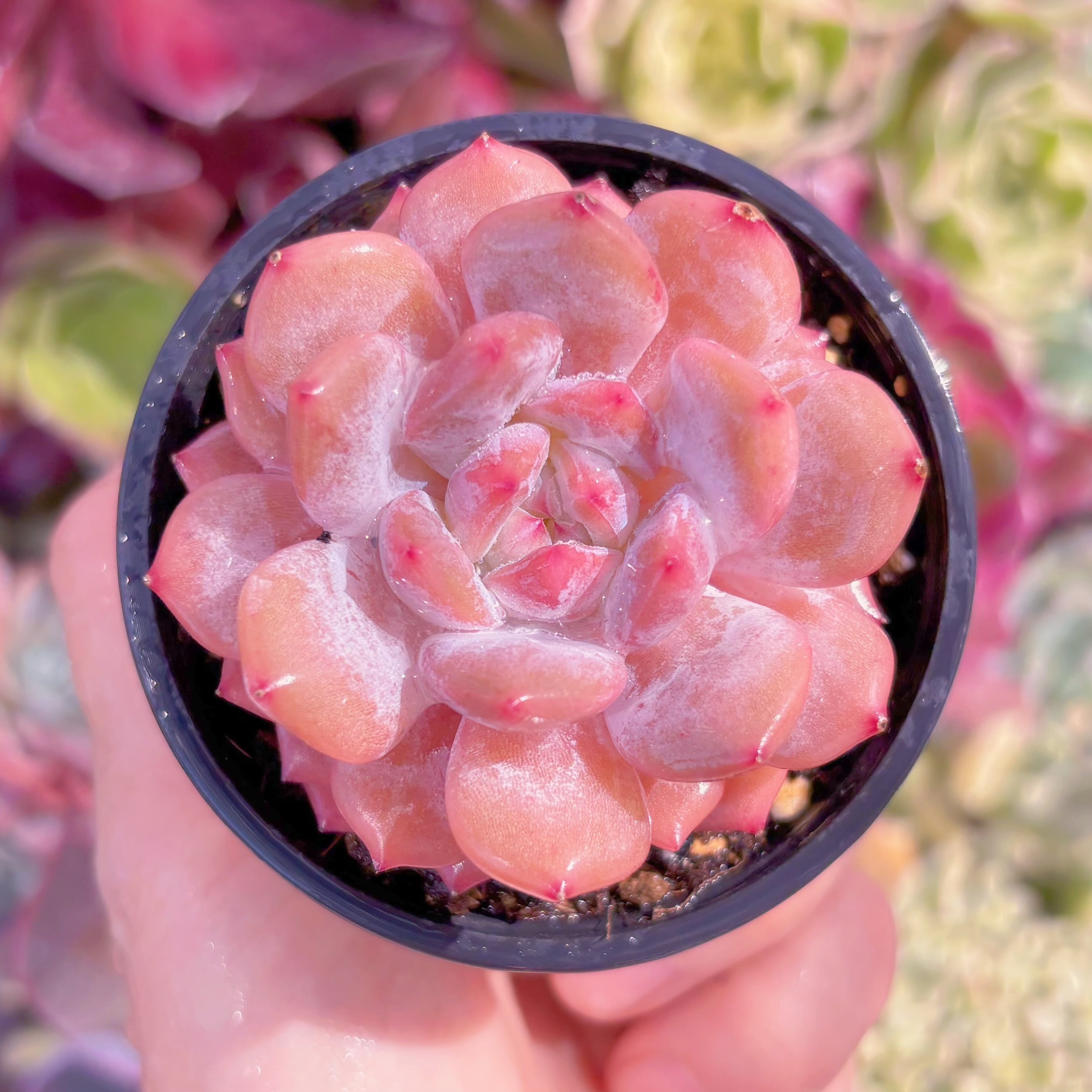 現品　玉芙蓉#C14   るる農園