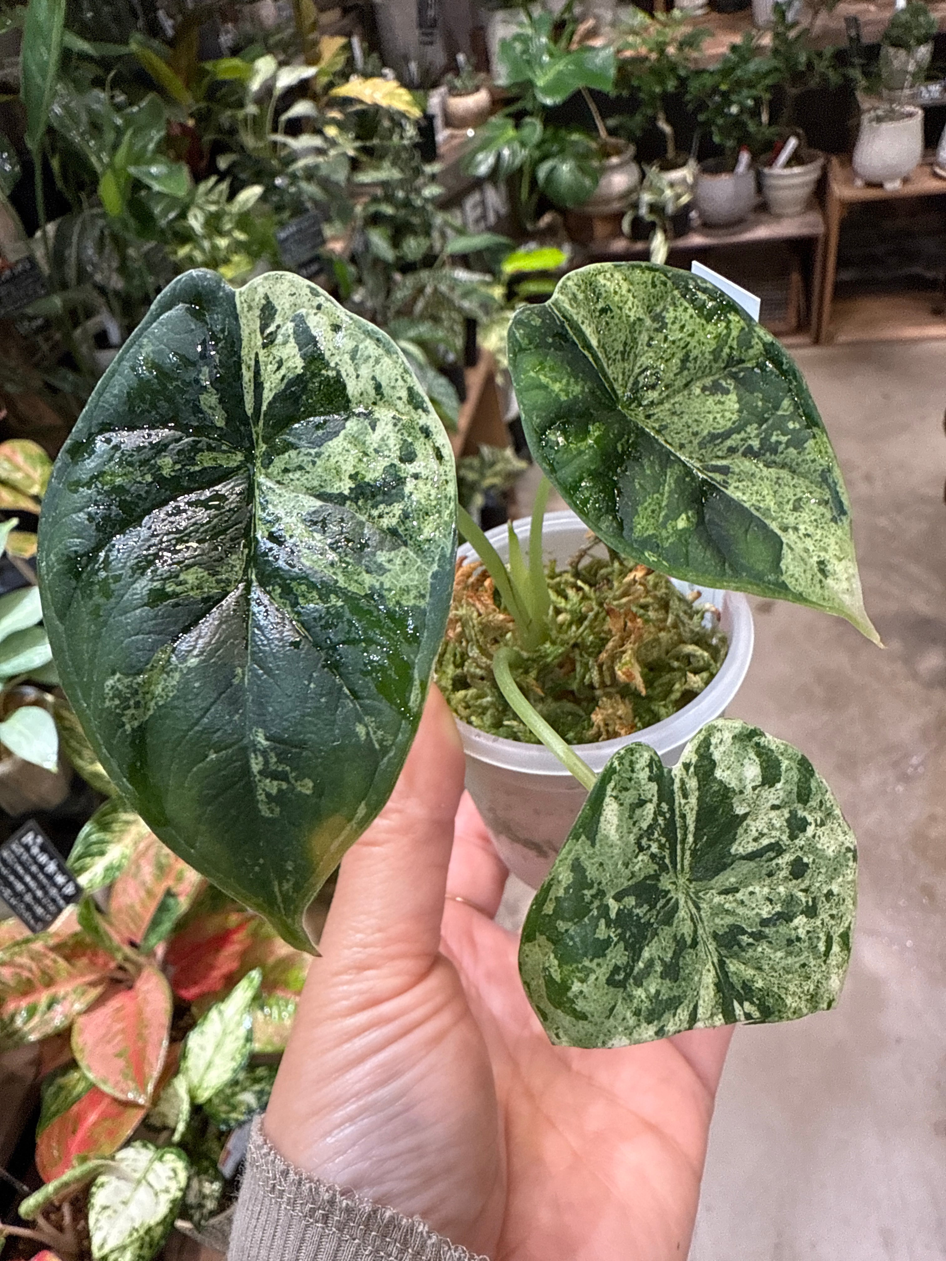 B フィロデンドロン キャラメルマーブル ファイヤータイガー