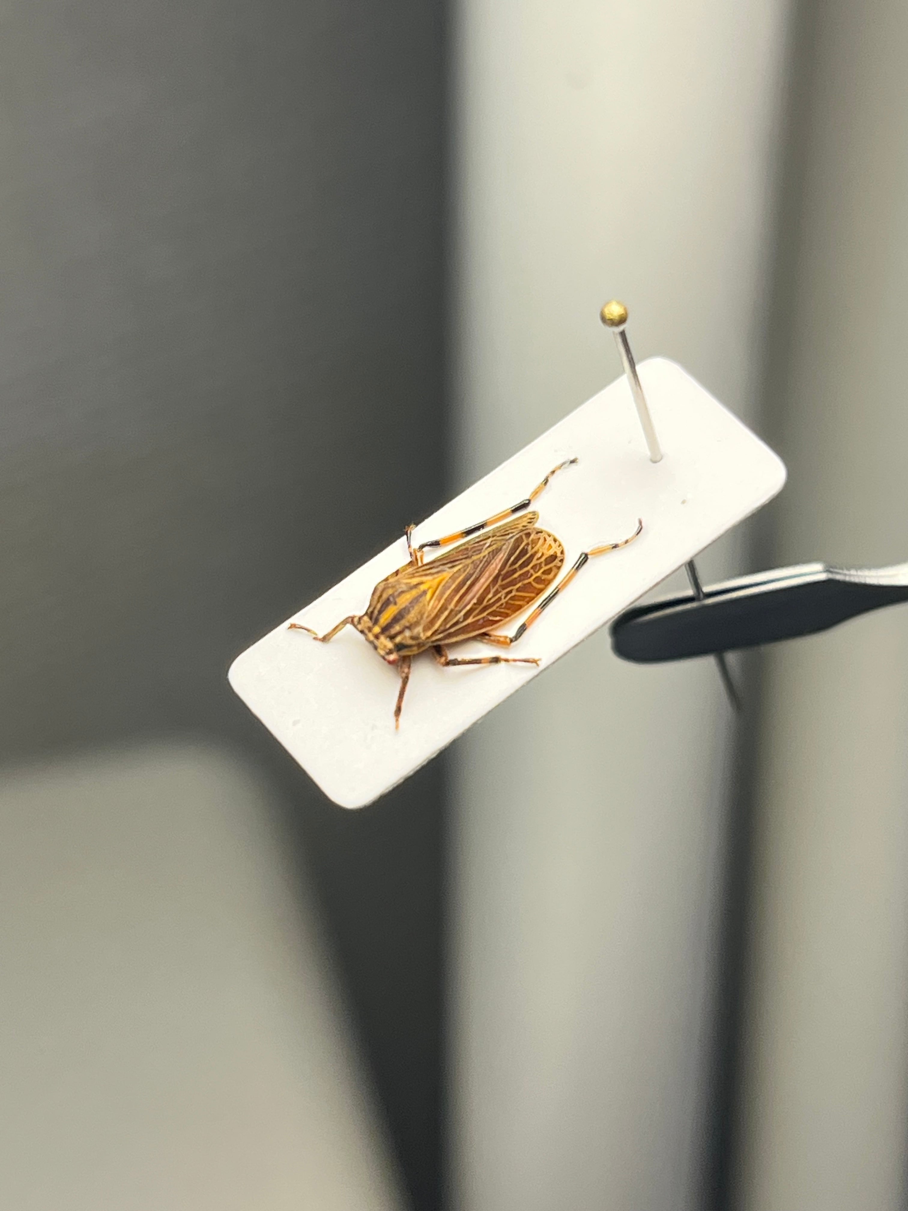 8mm】ペルーのツノゼミの一種 標本 ヨコバエAethalion reticulatum