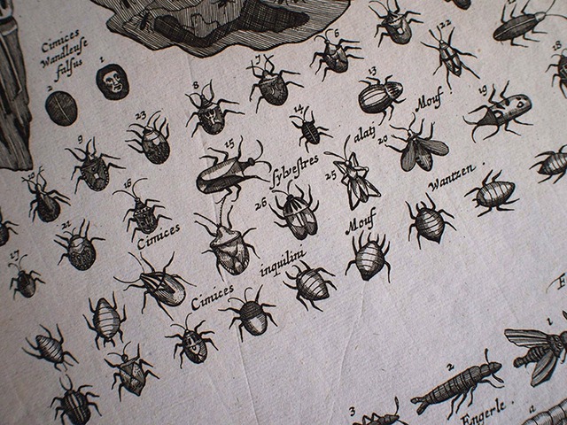 ヨンストンの図版 Pest