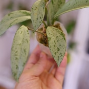 Hoya pubicaly x Pink Silver Ghost⑤ / ホヤ プビカリクス×ピンク シルバーゴースト
