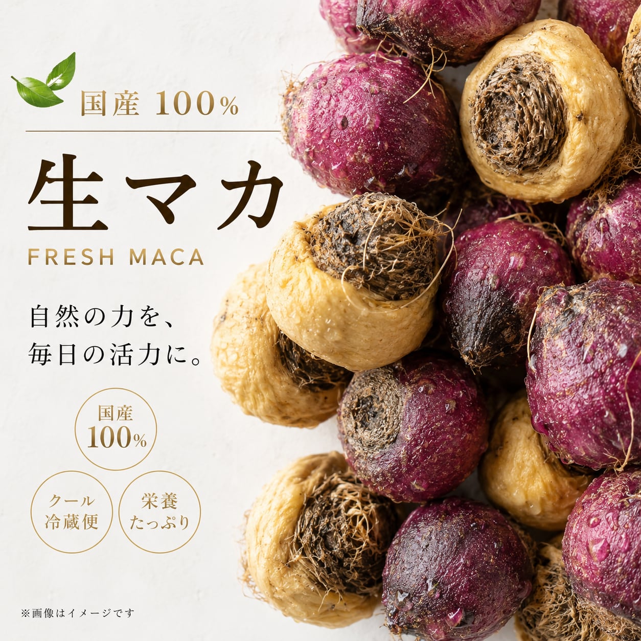 国産 生マカ 200g|鹿児島県産|数量限定|冷蔵配送