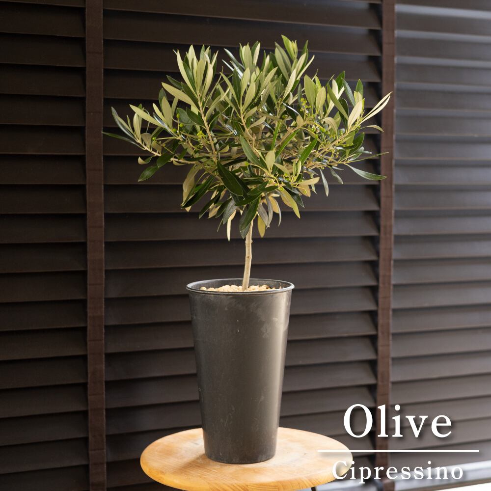 Olive オリーブの木 Cipressino チプレシーノ 樹脂鉢 オリーブ