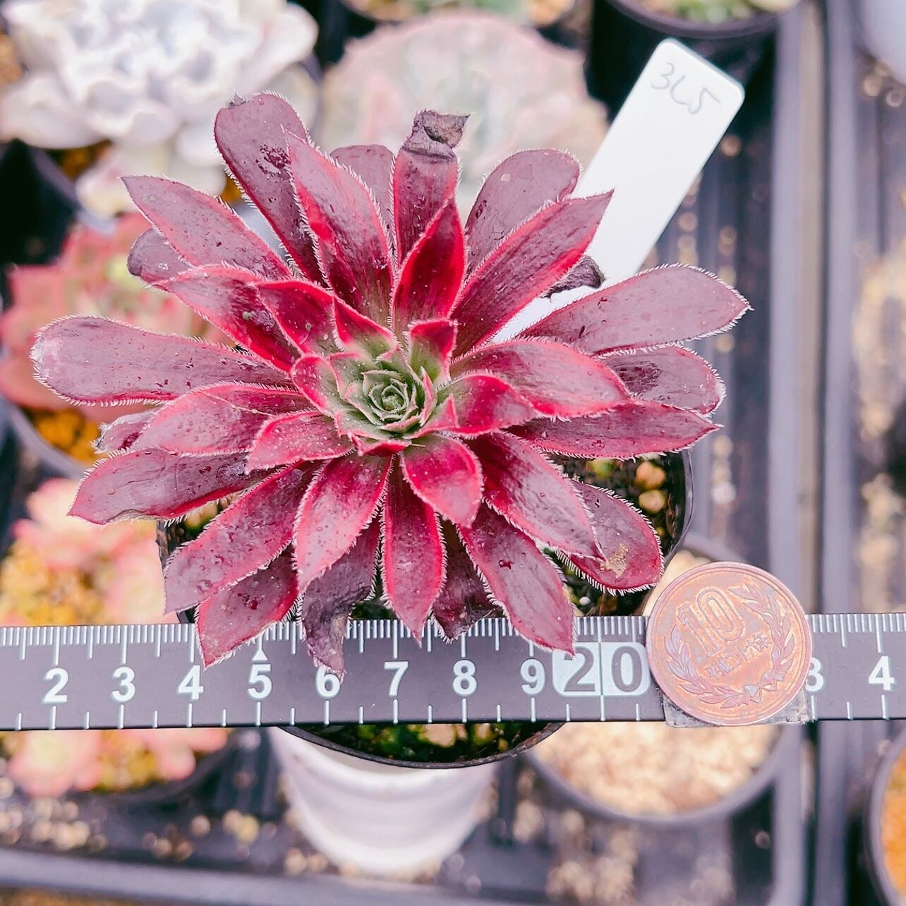 多肉植物 アエオニウム 孔雀白錦 レア #sb 5 | Pay ID