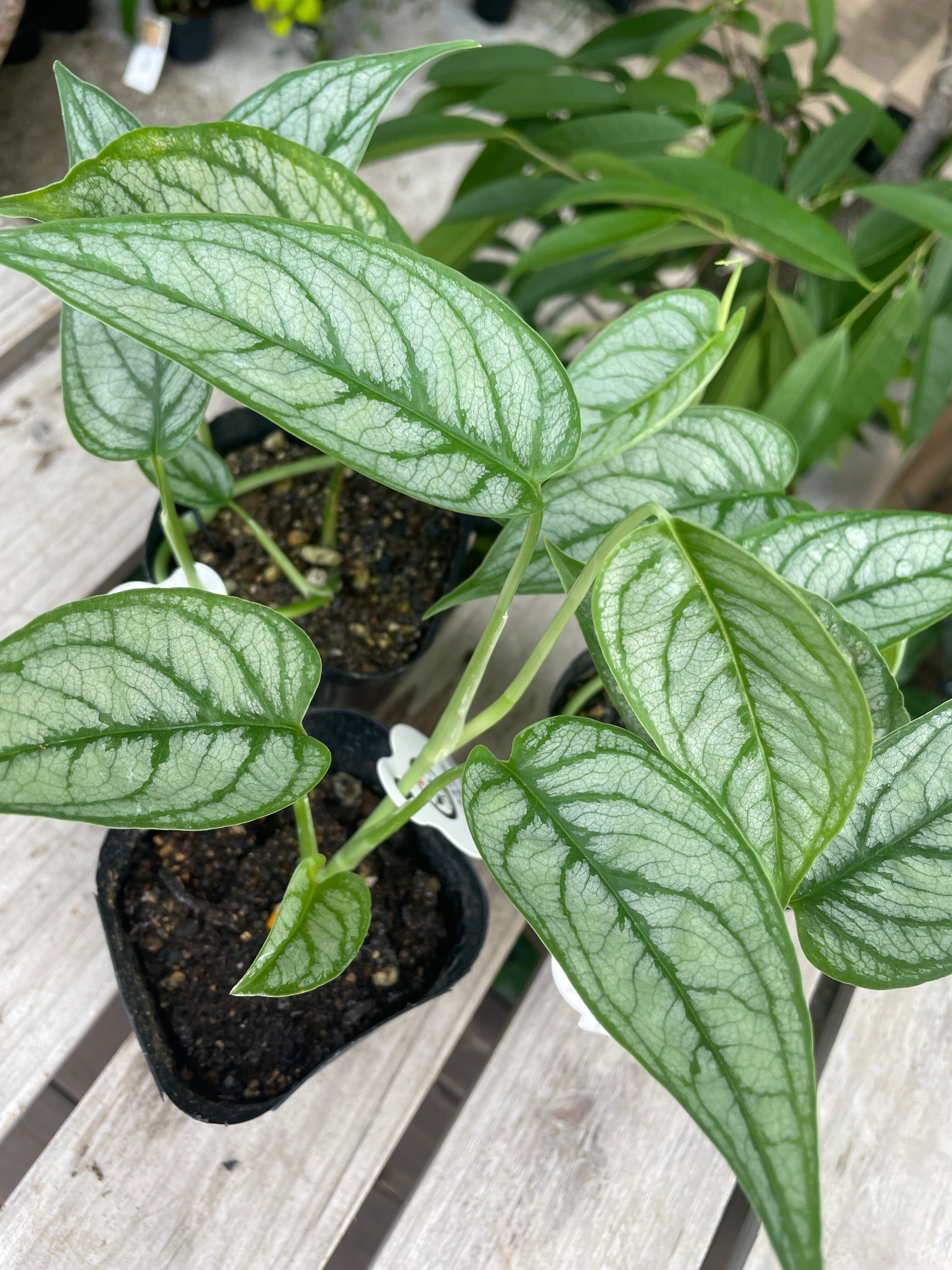 斑入りモンステラ苗観葉植物花卉・園芸