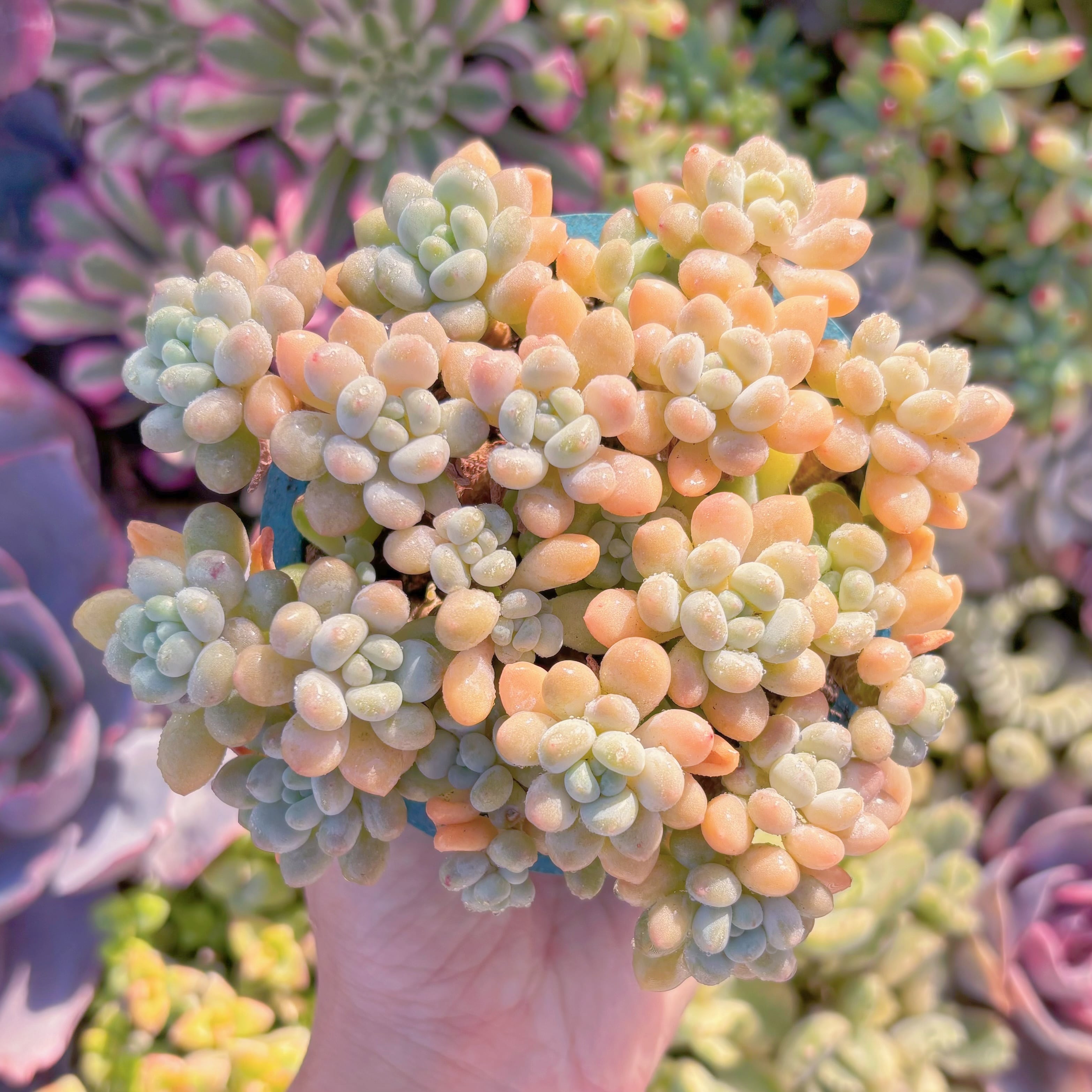 現品　キャビア#M168　大群生　新入荷　るる農園