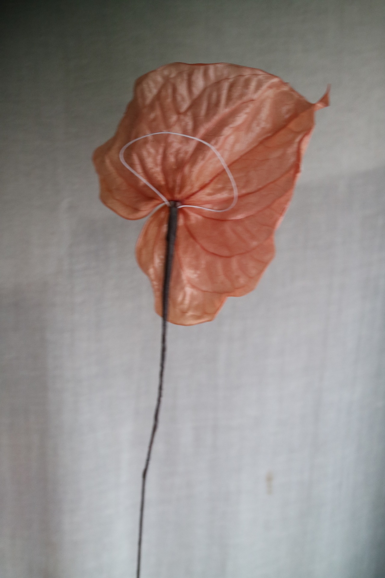 プリザーブド　アンスリウム