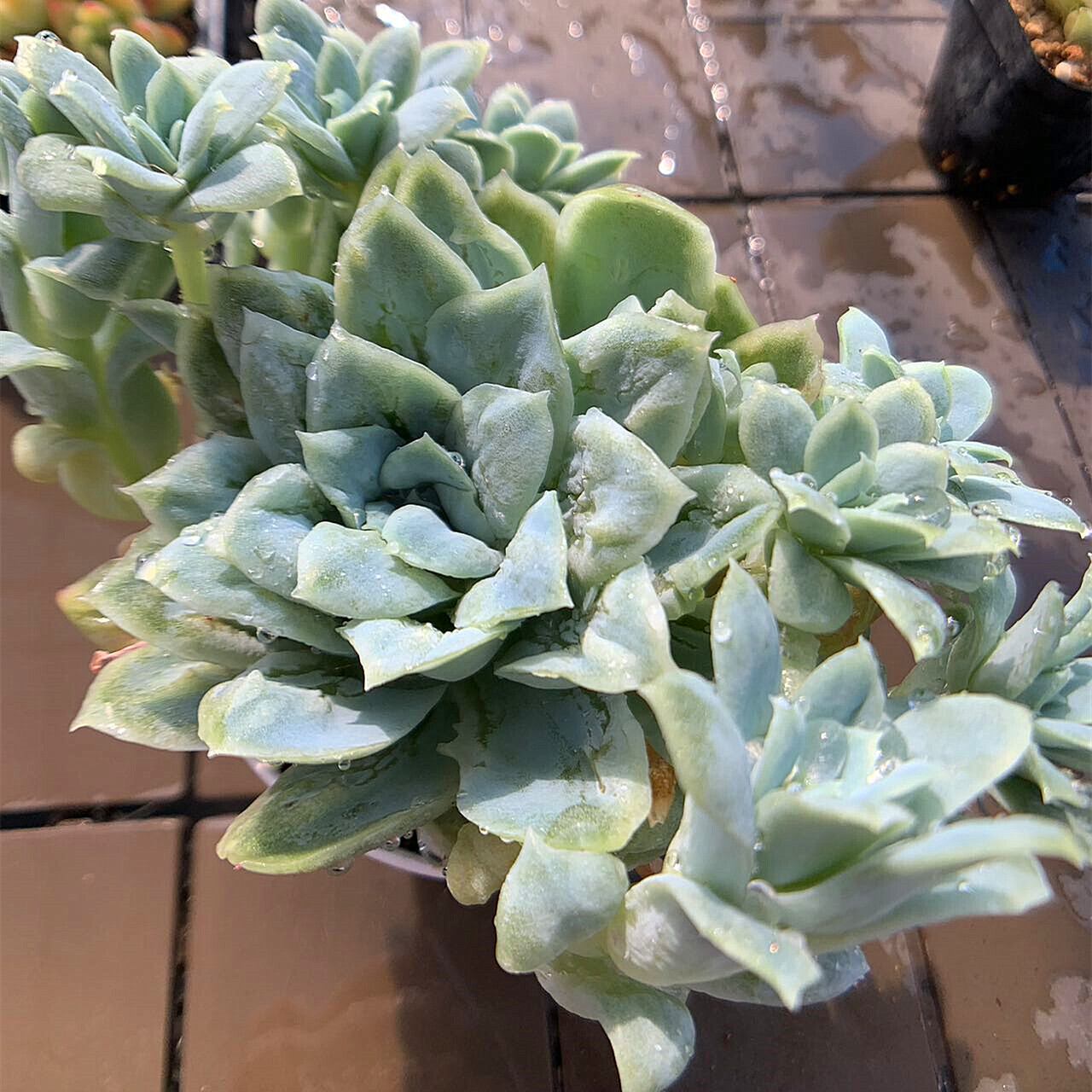 多肉植物 フローレンス錦 エケベリア 【公式通販】