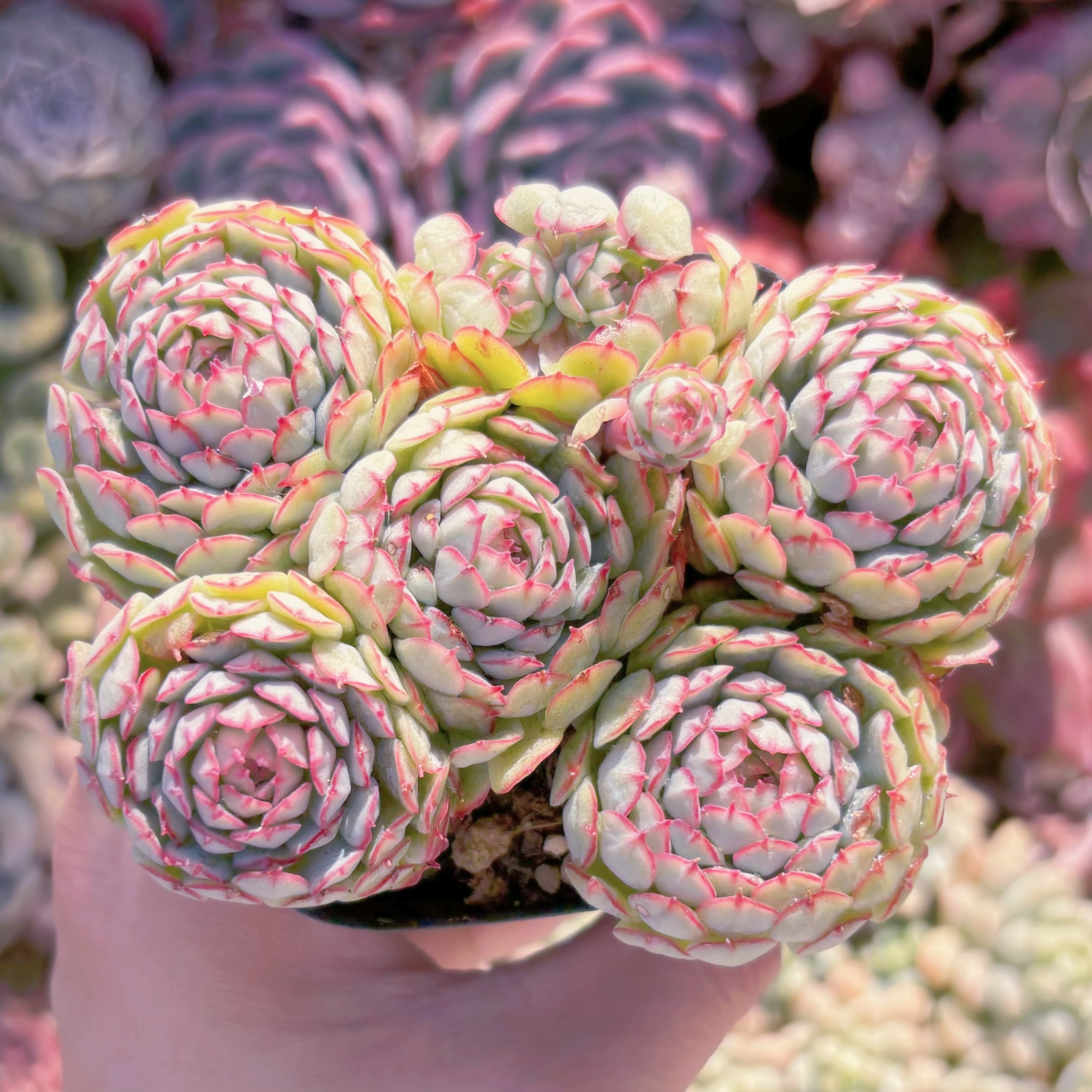 現品　グロブローサx静夜#201   るる農園