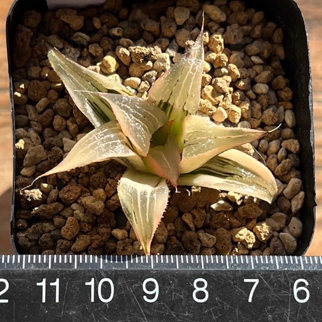 ハオルチア　丹雲 ハオルチア 翠雲錦 | mocono_plants