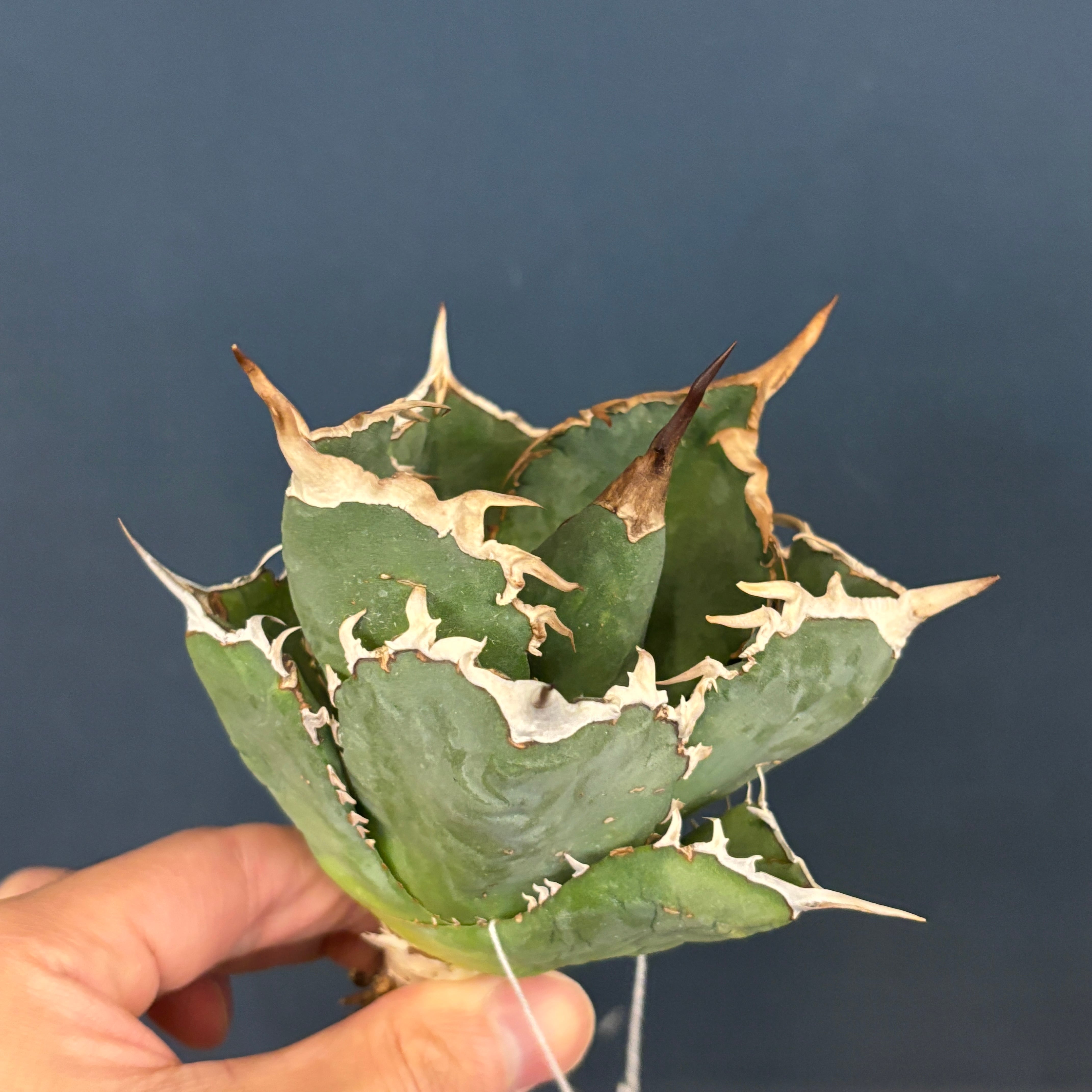 アガベ チタノタ タランチュラ【590】 | PROTOLEAF プロトリーフ