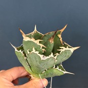 アガベ　チタノタ　タランチュラ【590】