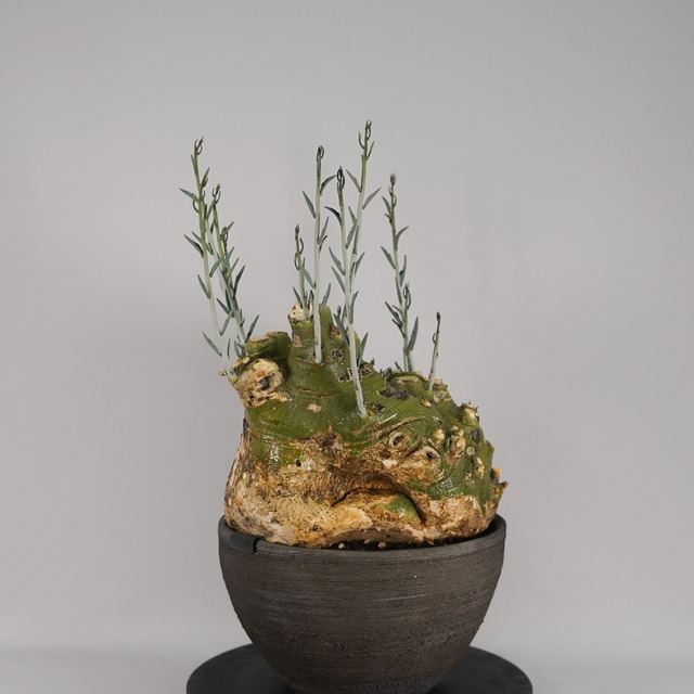 F60 アデニア ペチュエリー Adenia pechuelii ナミビア産 発根済み 現地球