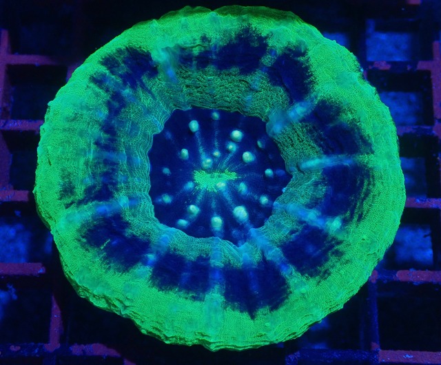 Scolymia UFO