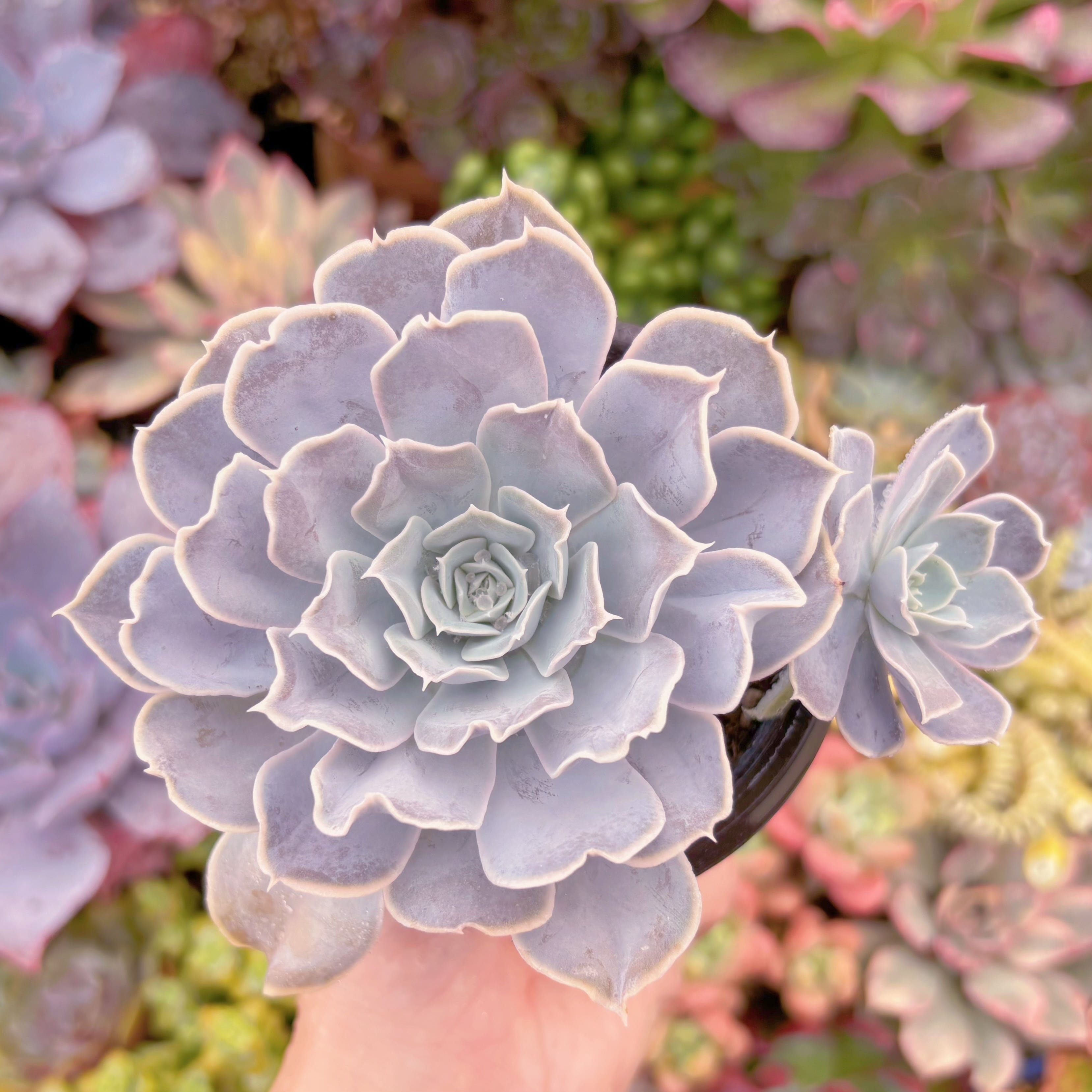 現品 ルンヨニー サンカルロス#919 大苗 るる農園 | るる農園~多肉植物専門
