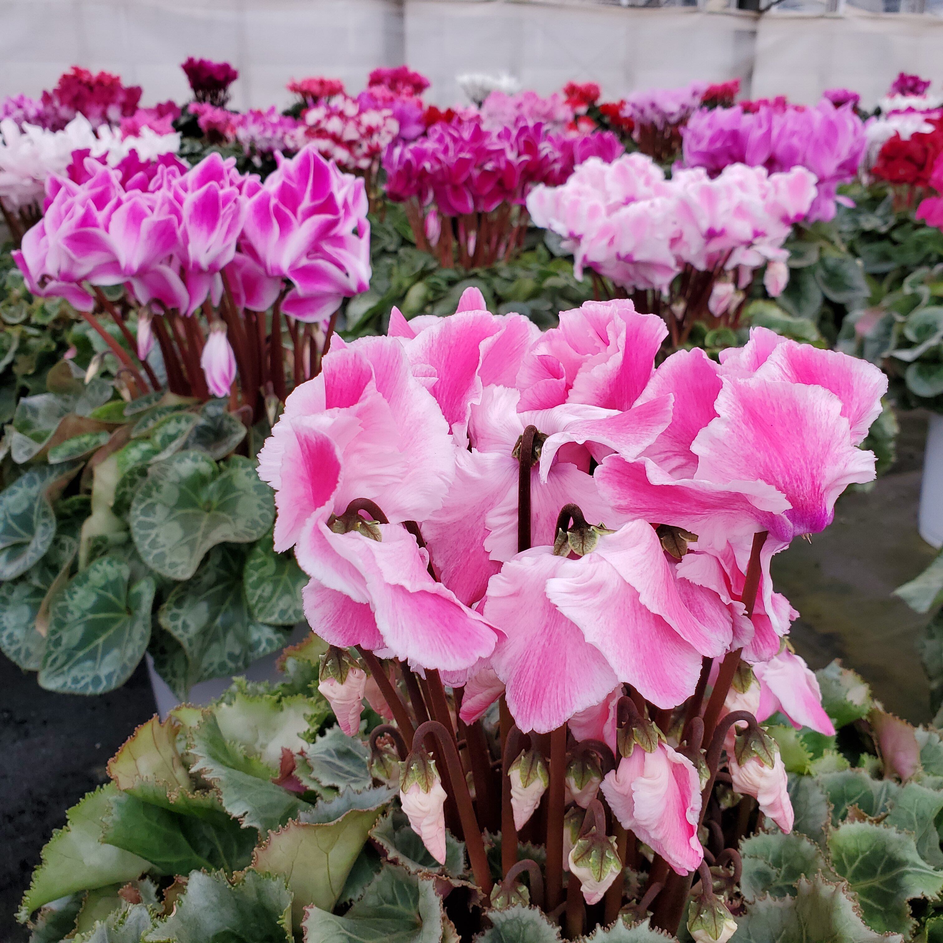 シクラメン2ヶセット（6号鉢） | 吉重園芸