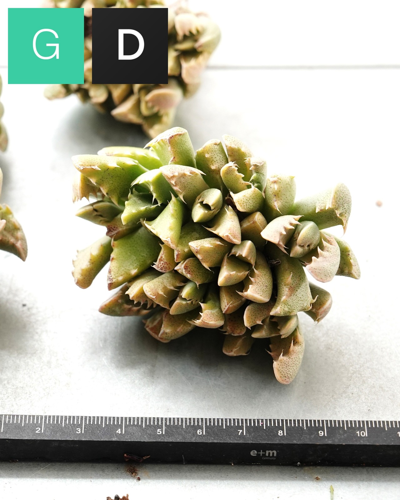 一部発根済カット苗 フォーカリア 四海波錦 L Faucaria tigrina