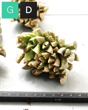 一部発根済カット苗 フォーカリア 四海波錦 L Faucaria tigrina
