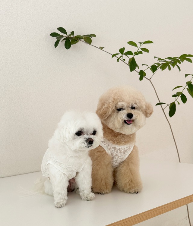 〈即納アイテム〉EYOU / レースベスト