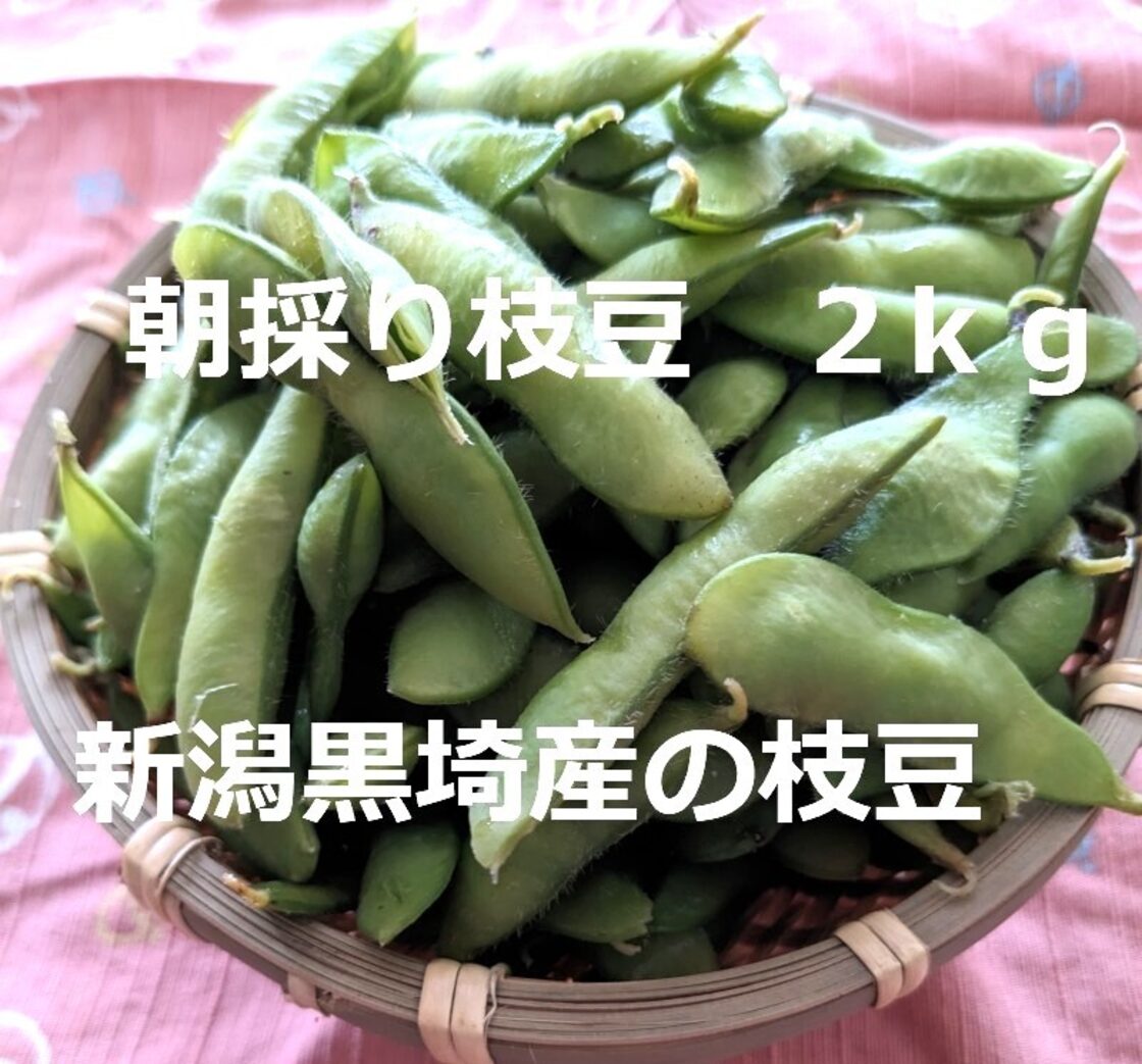 送料無料】新潟黒埼産の産地直送枝豆2kg 朝採りで当日クール便で発送 【7/9発送限定】新潟県黒埼産おつな姫A品2kg