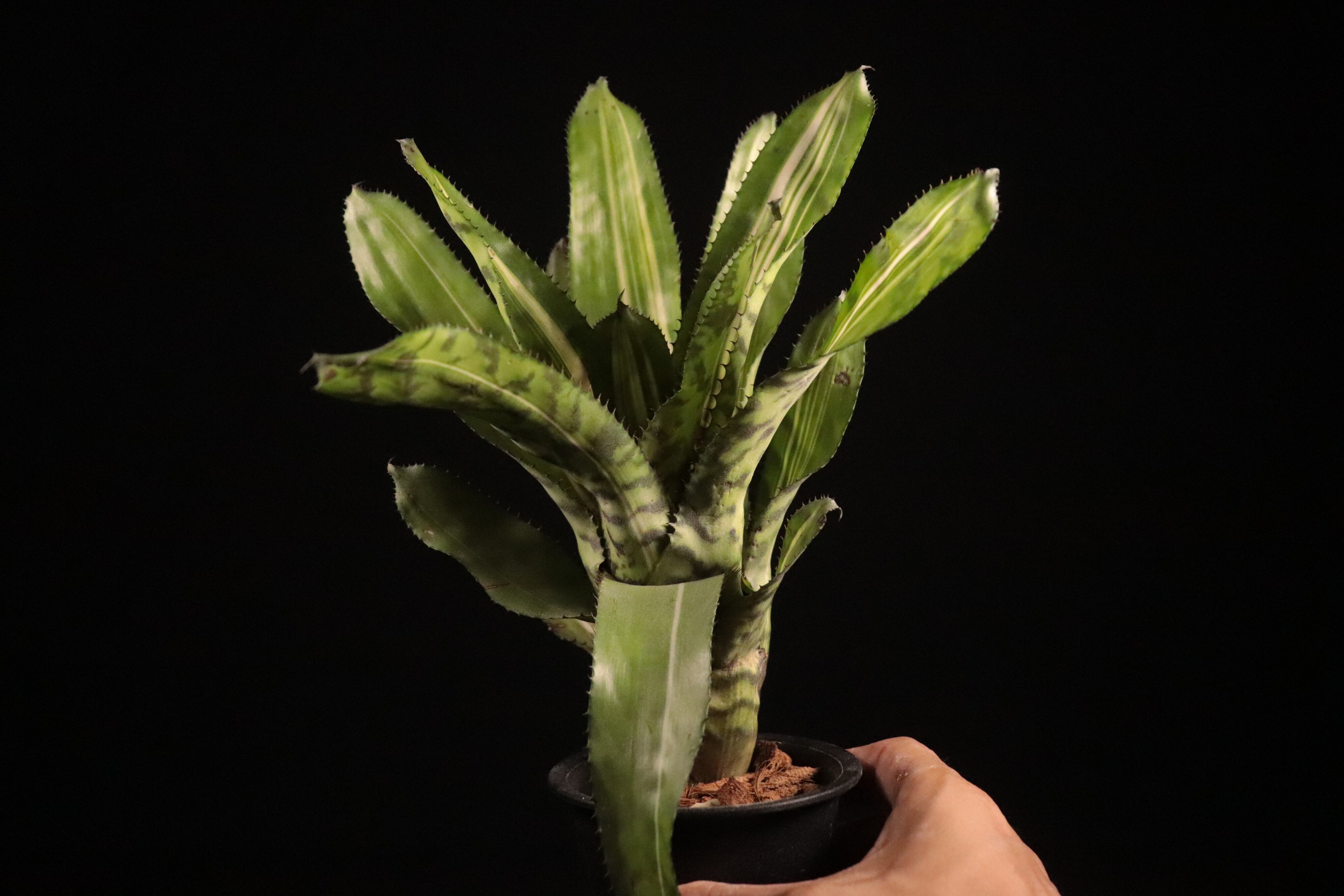 6452930ac1aa3f9960cffb8979a4bc