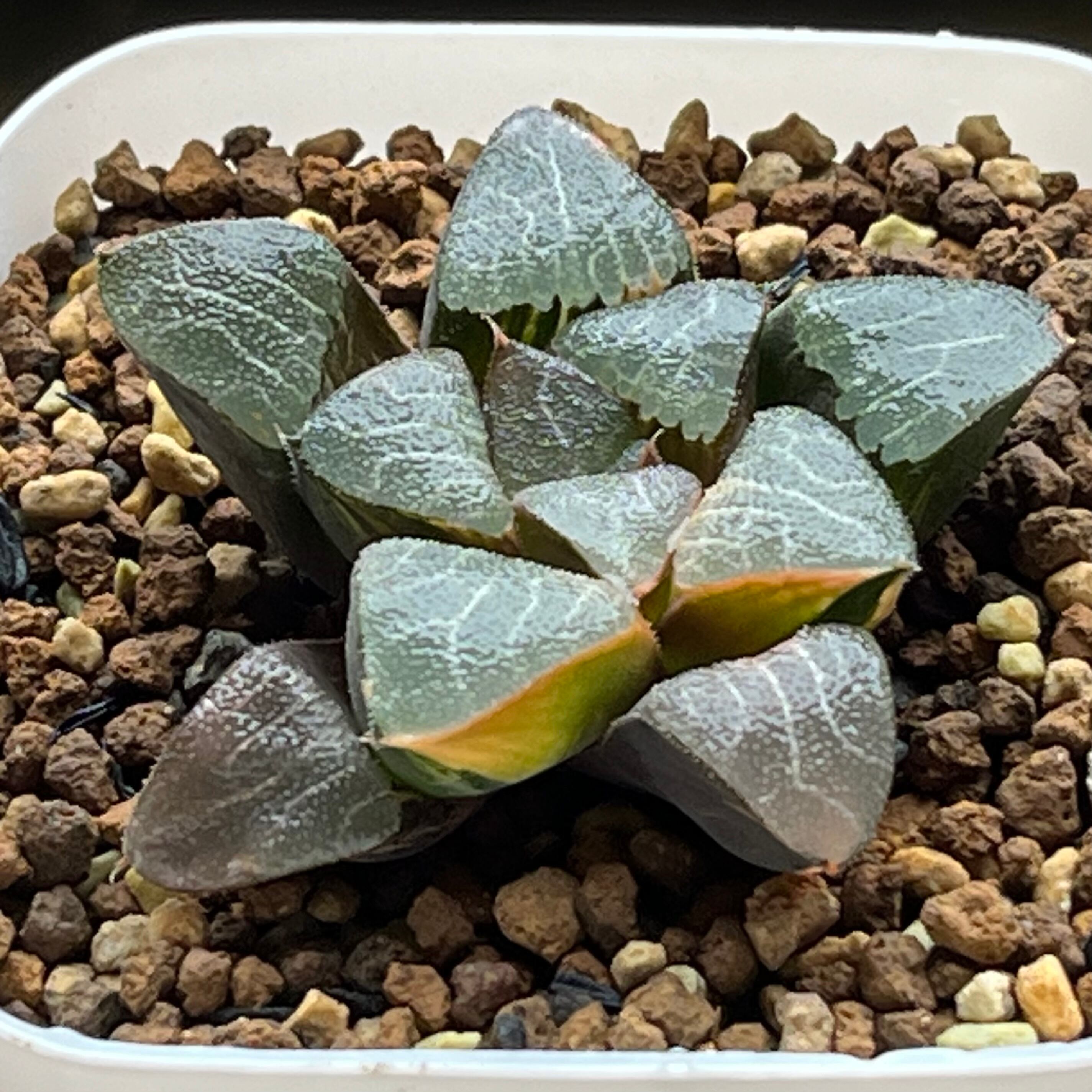 ハオルチア スーパーコレクタ錦 | mocono_plants
