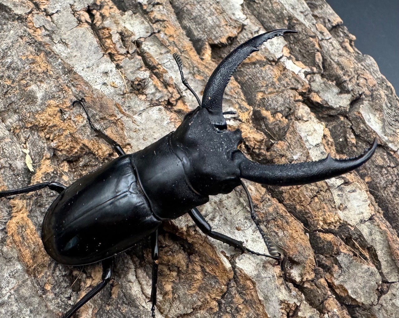 【WD】《リノケロスフタマタクワガタ 71mm ペア》