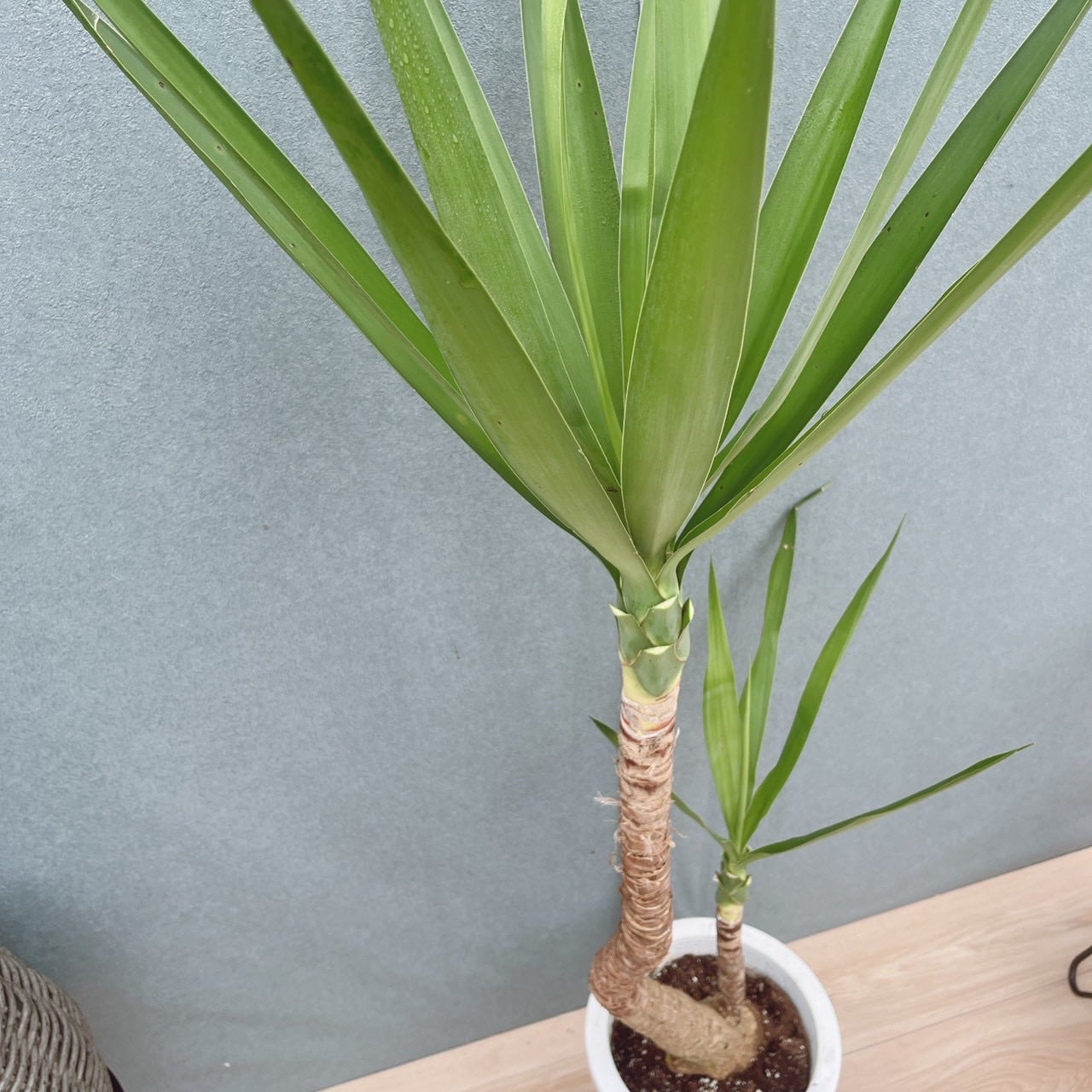 現品］23番 ユッカ エレファンティペス 8号 観葉植物 室内 大型
