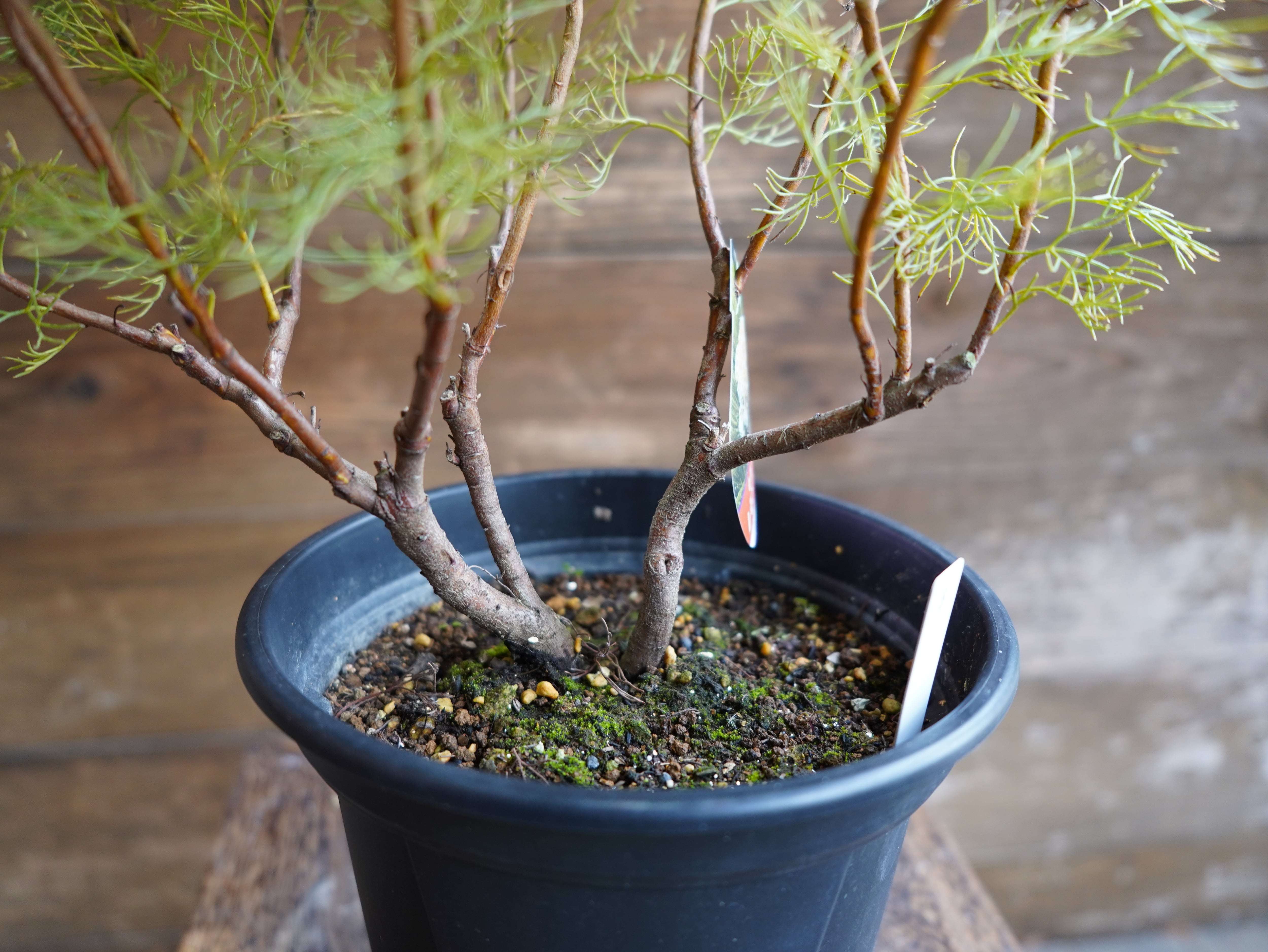 【現物】セルリア　”グロメラータ’レモンハニー”　B