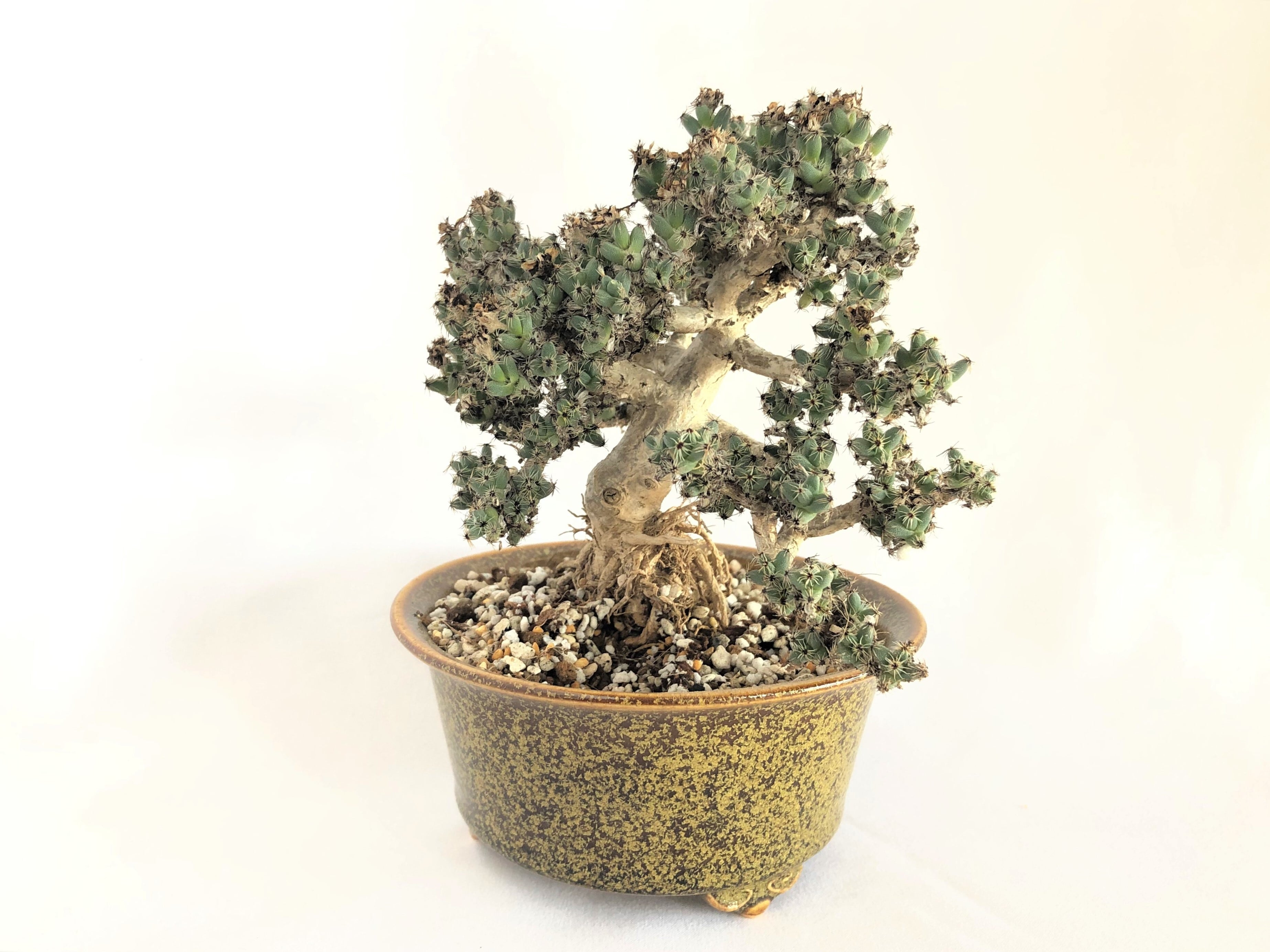 Trichodiadema densum　トリコディアデマ　デンサム　紫晃星　鉢セット　多肉盆栽 | plants MARU ー  多肉植物・サボテン・園芸グッズのお店 ー powered by BASE