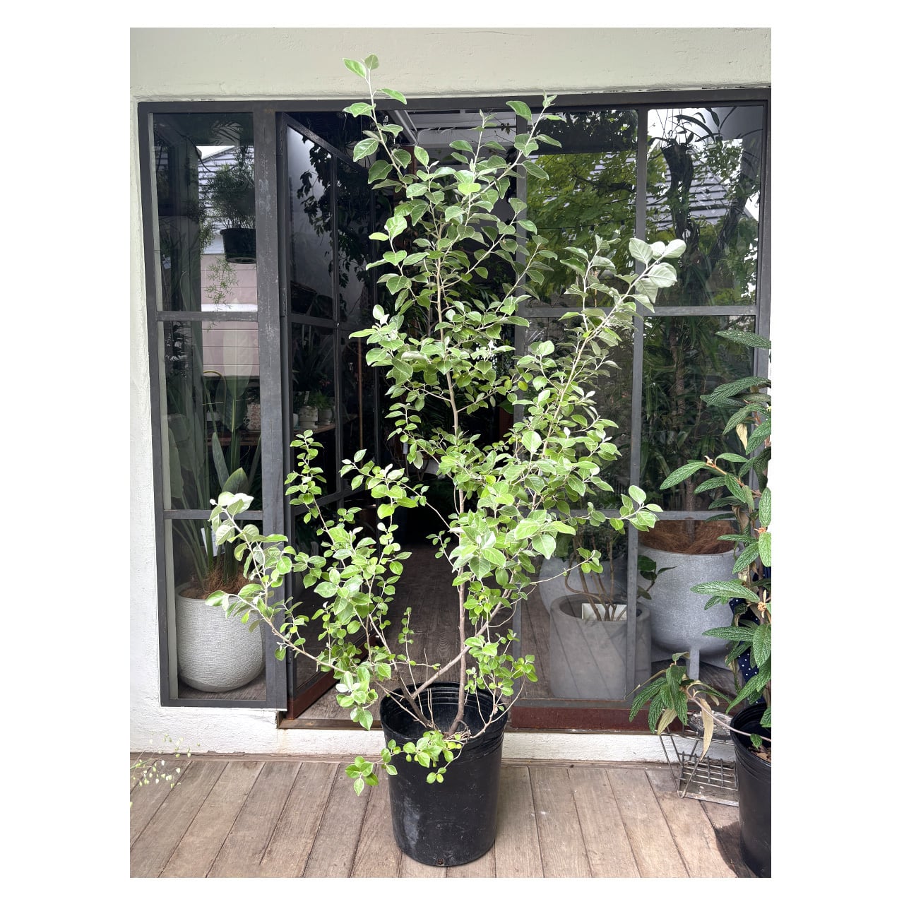 Elaeagnus umbellata | Seeding