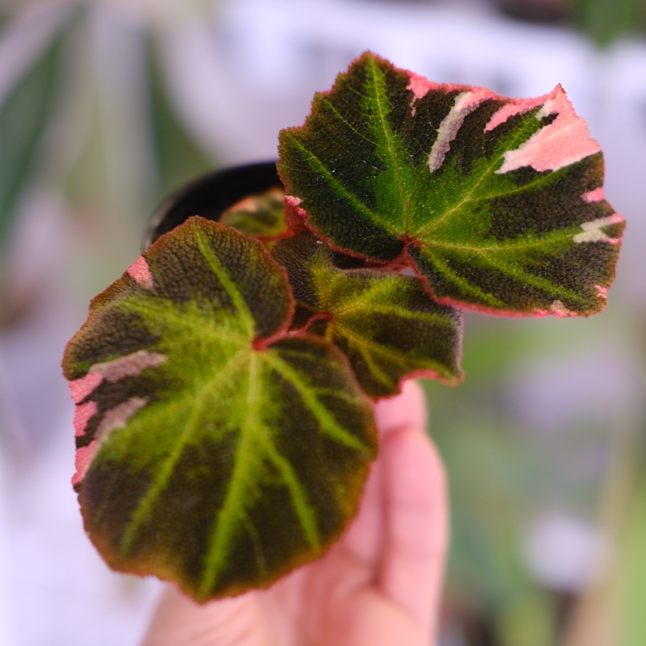 Begonia soli mutata Variegated│ベゴニア ソリムタータ バリエガータ ピンク③│観葉植物