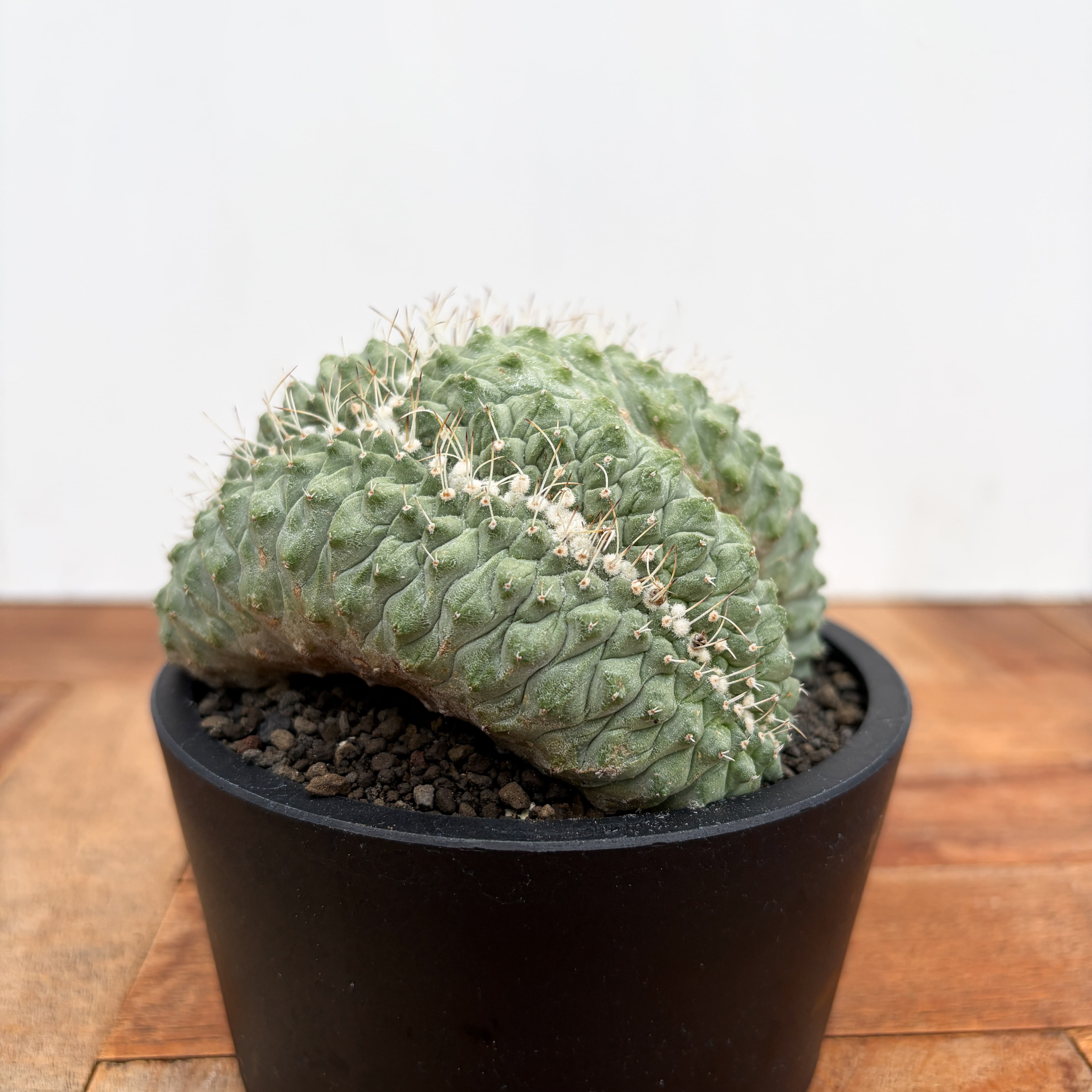 Storombocactus disciformis【ストロンボカクタス・菊水綴化