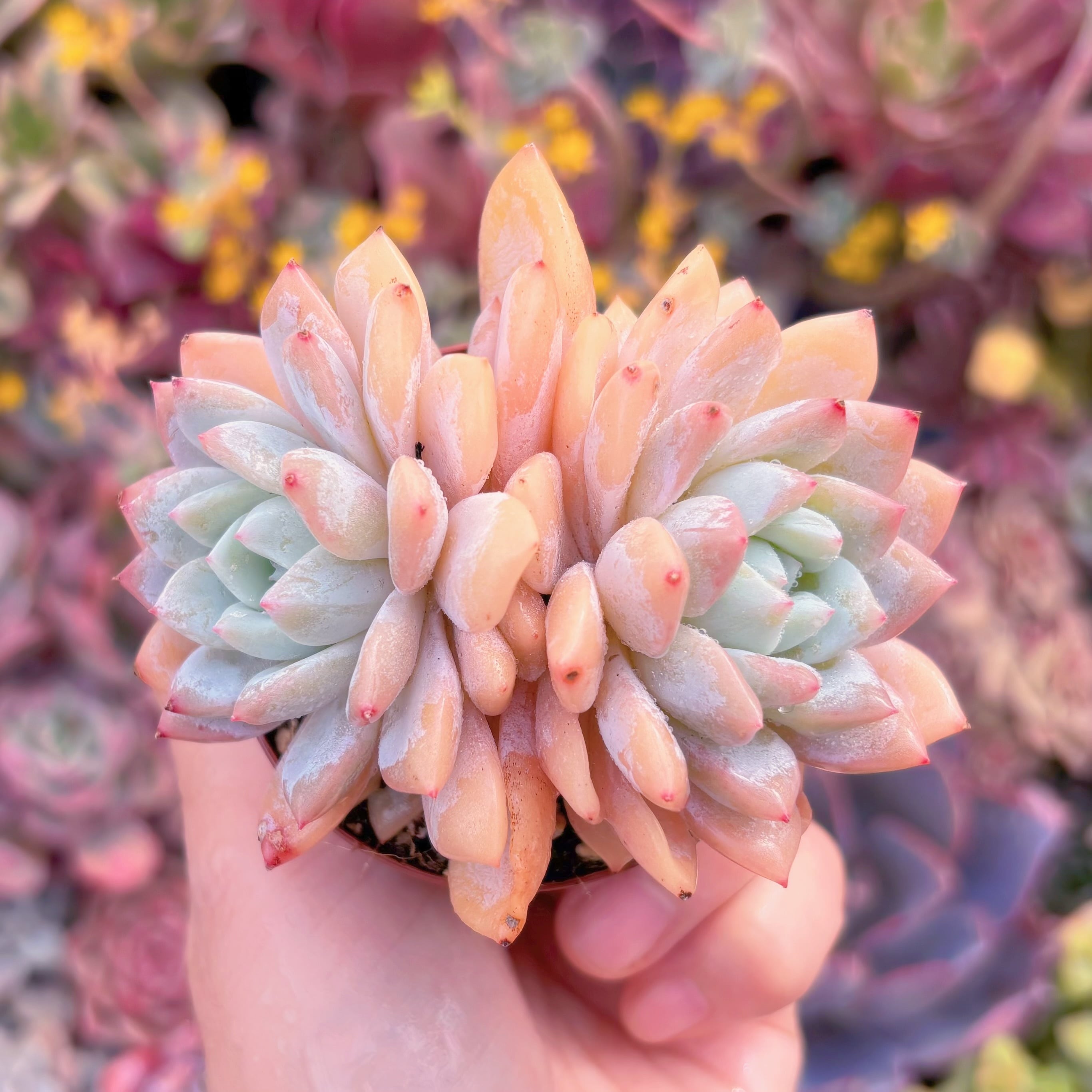 現品　夢の雪#F029　2頭群生　るる農園