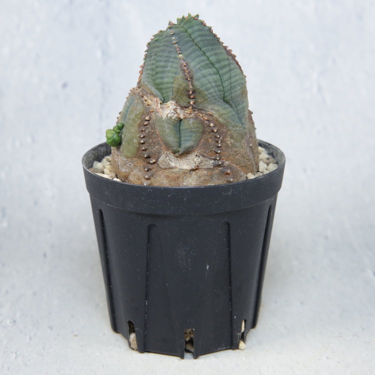 木質化 捻じれ マイクロ オベサ / 木質化 ユーフォルビア | LIGHTHOUSE