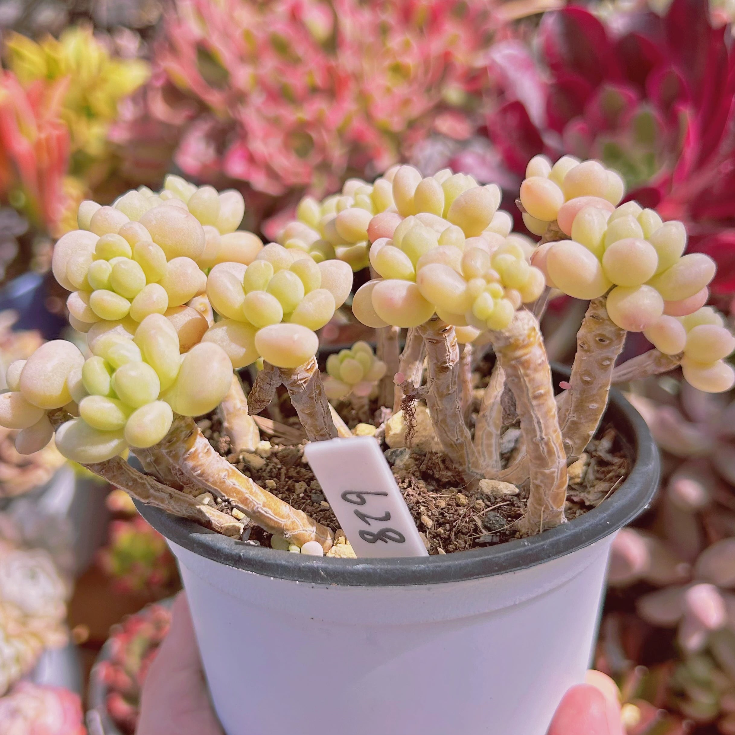 628現物 多肉植物 古株 ロココ 特大 抜き苗 | るる農園~多肉植物専門