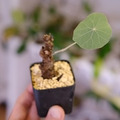 Stephania kaweesakii / ステファニア カウィーサキー㊺/ 観葉植物