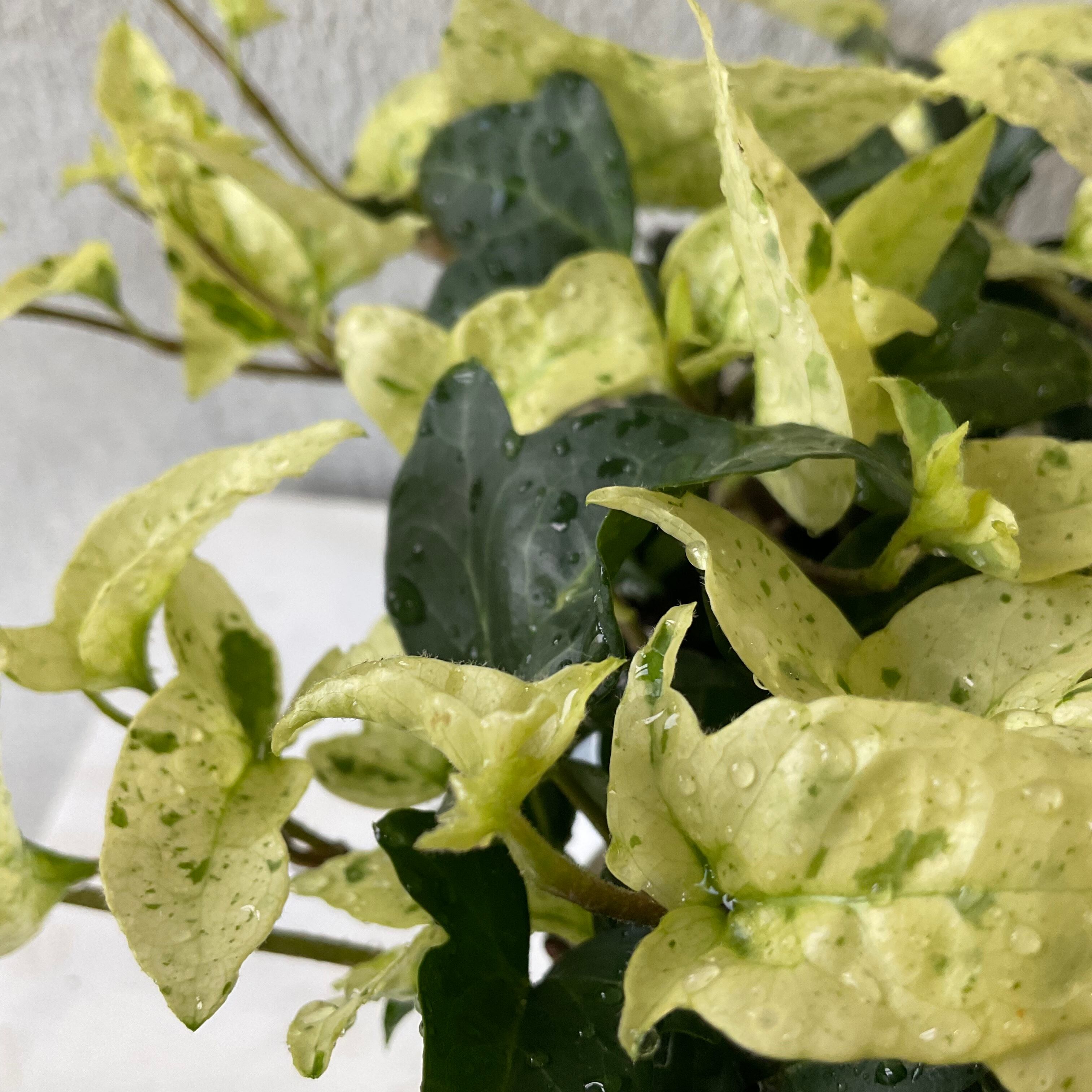 ヘデラ 雪の踊子 橋本種苗園