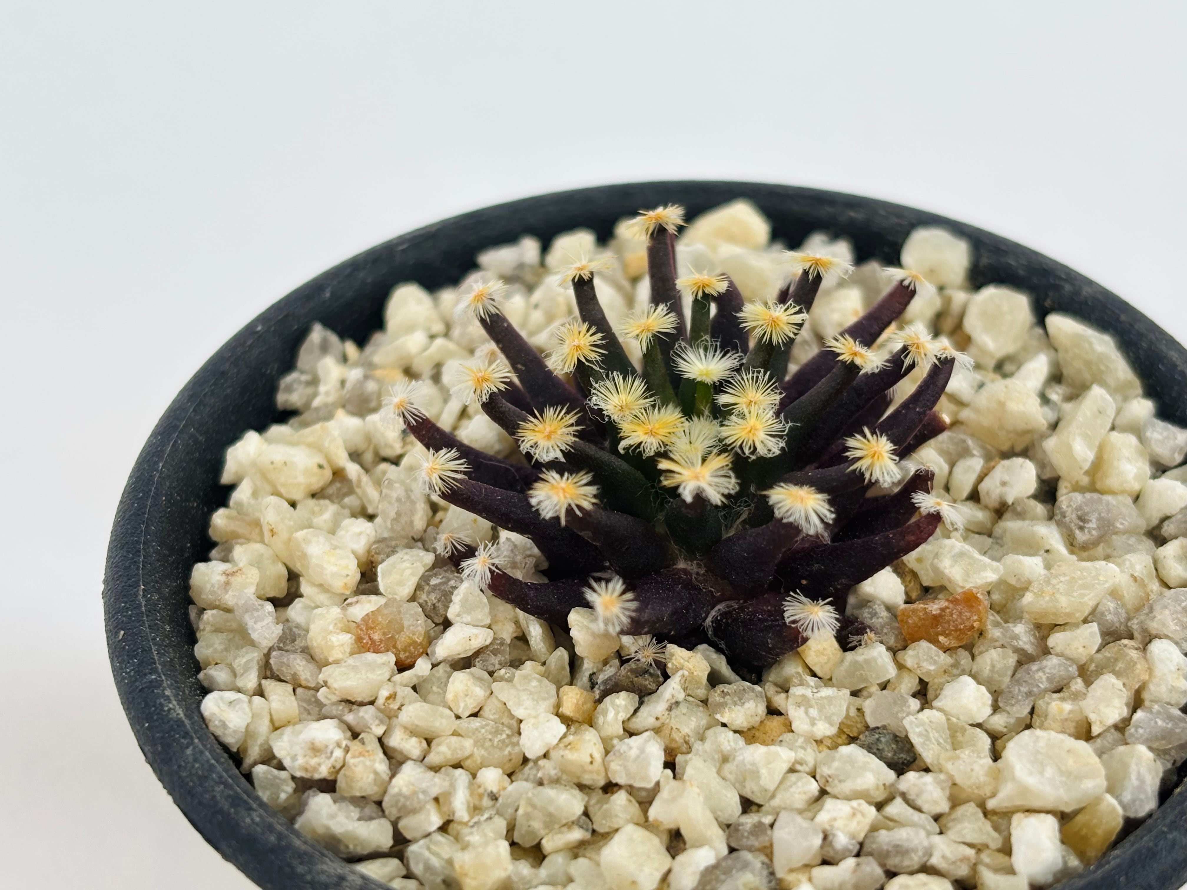 Mammillaria schiedeana マミラリア 黒肌明星 サボテン | plants MARU