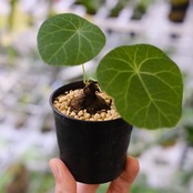 Stephania kaweesakii / ステファニア カウィーサキー⑥ / 観葉植物