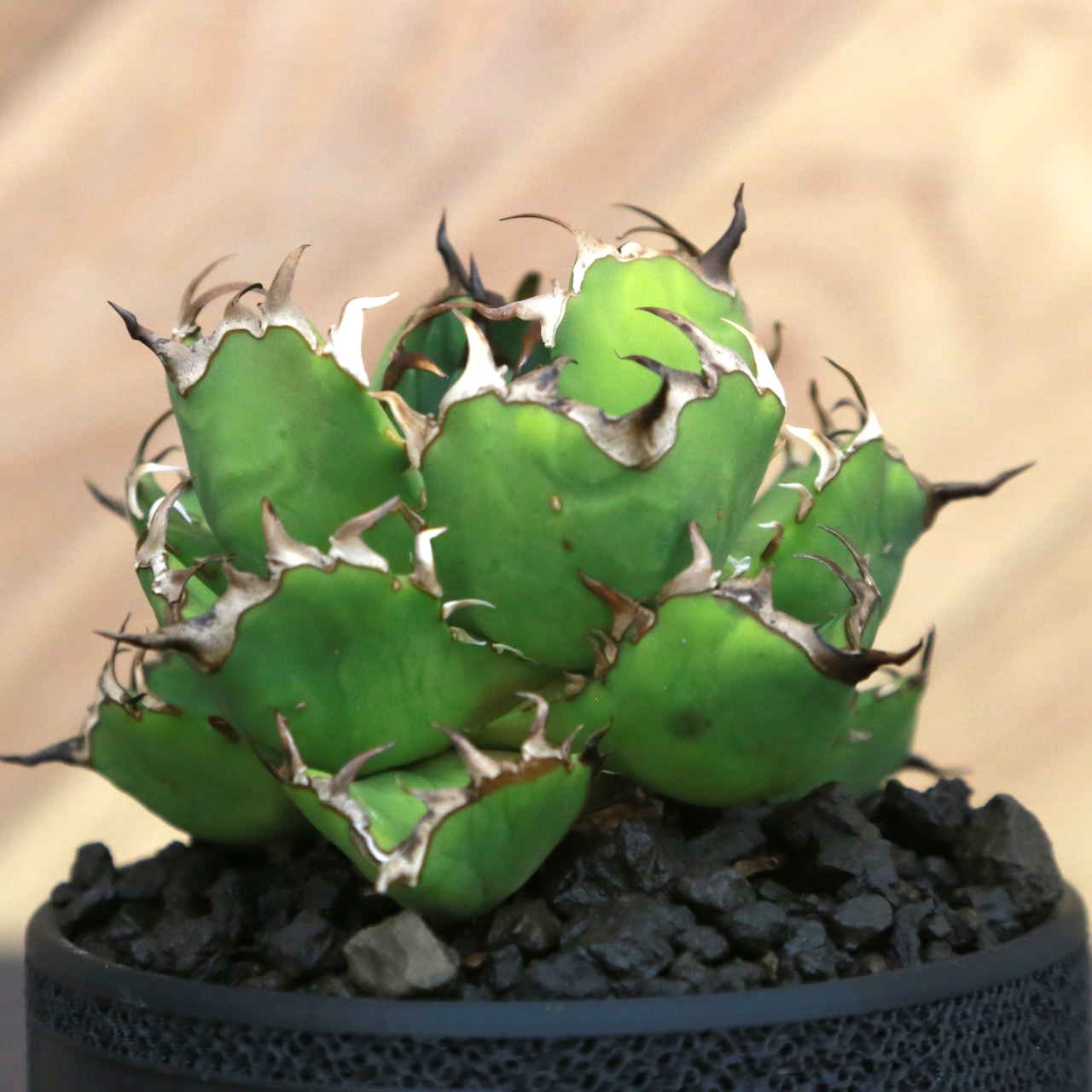 Agave Titanota 黒鯨 (Black Whale) アガベ チタノタ / 中株(3.5号鉢)/Lot.002