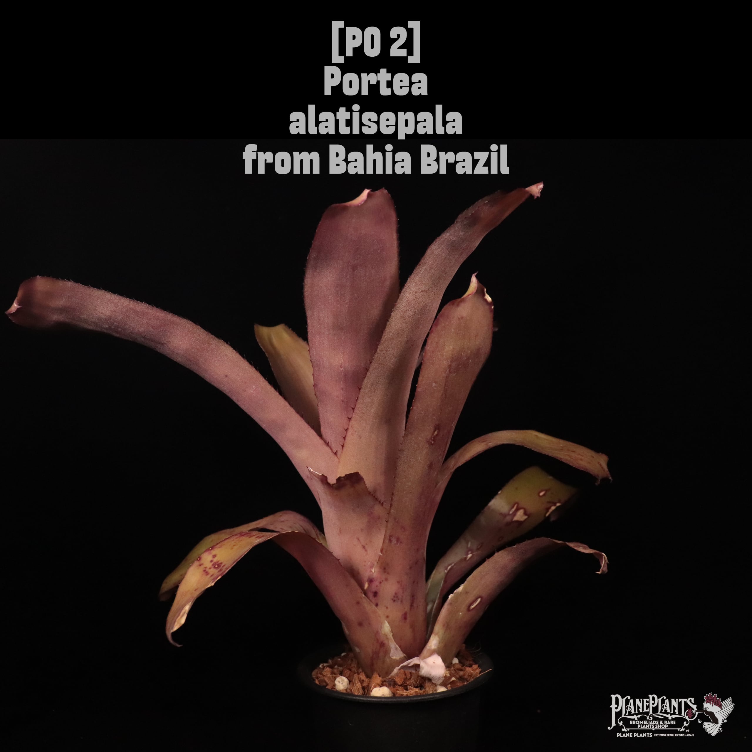 【送料無料】Portea alatisepala from Bahia Brazil〔ポルテア〕現品発送PO 2