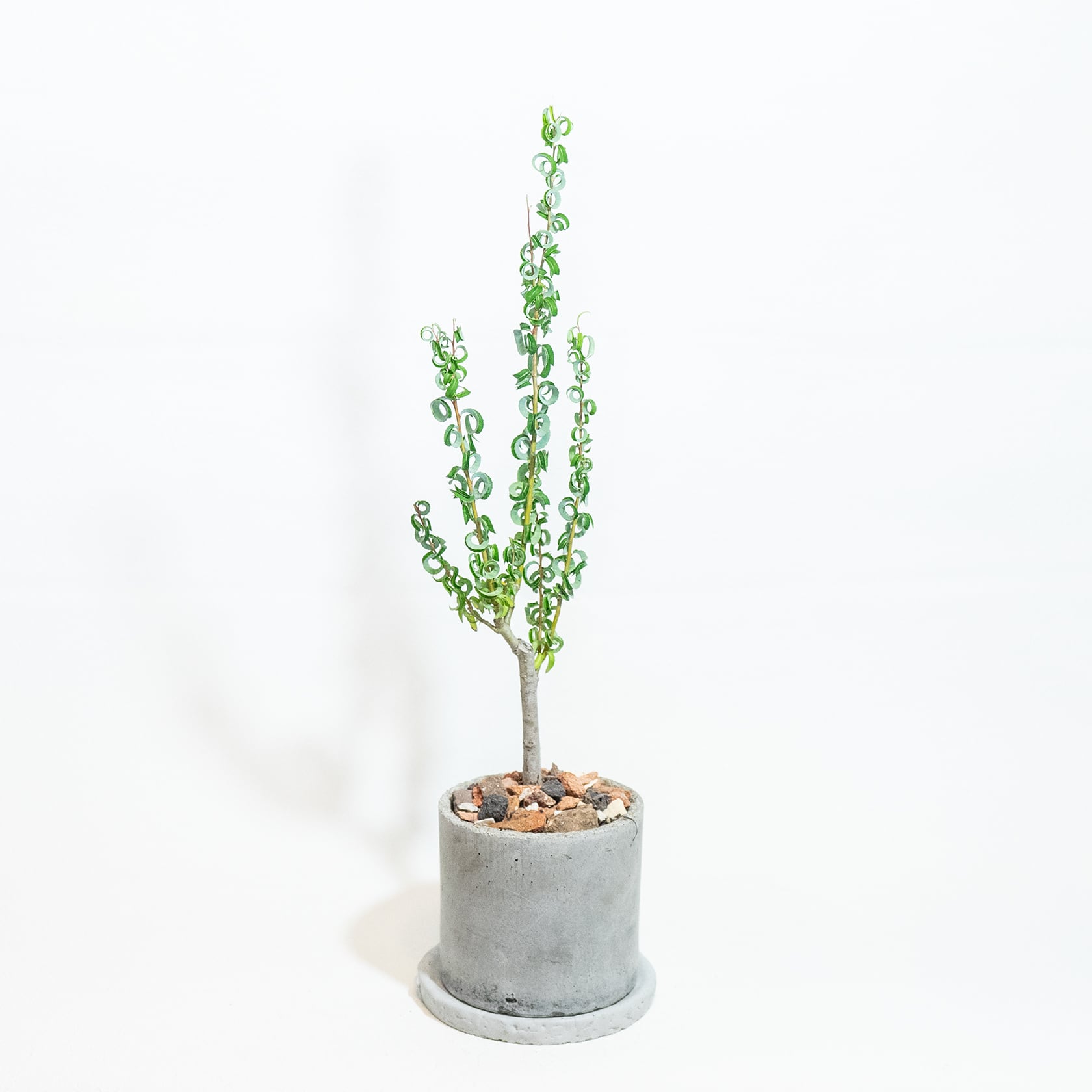 送料無料／≪ 観葉植物 ≫ベランダで育てるメガネヤナギの鉢植え