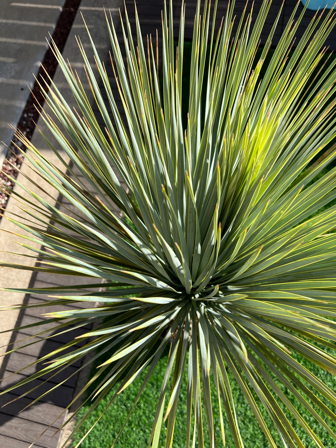 ユッカロストラータ 画像3