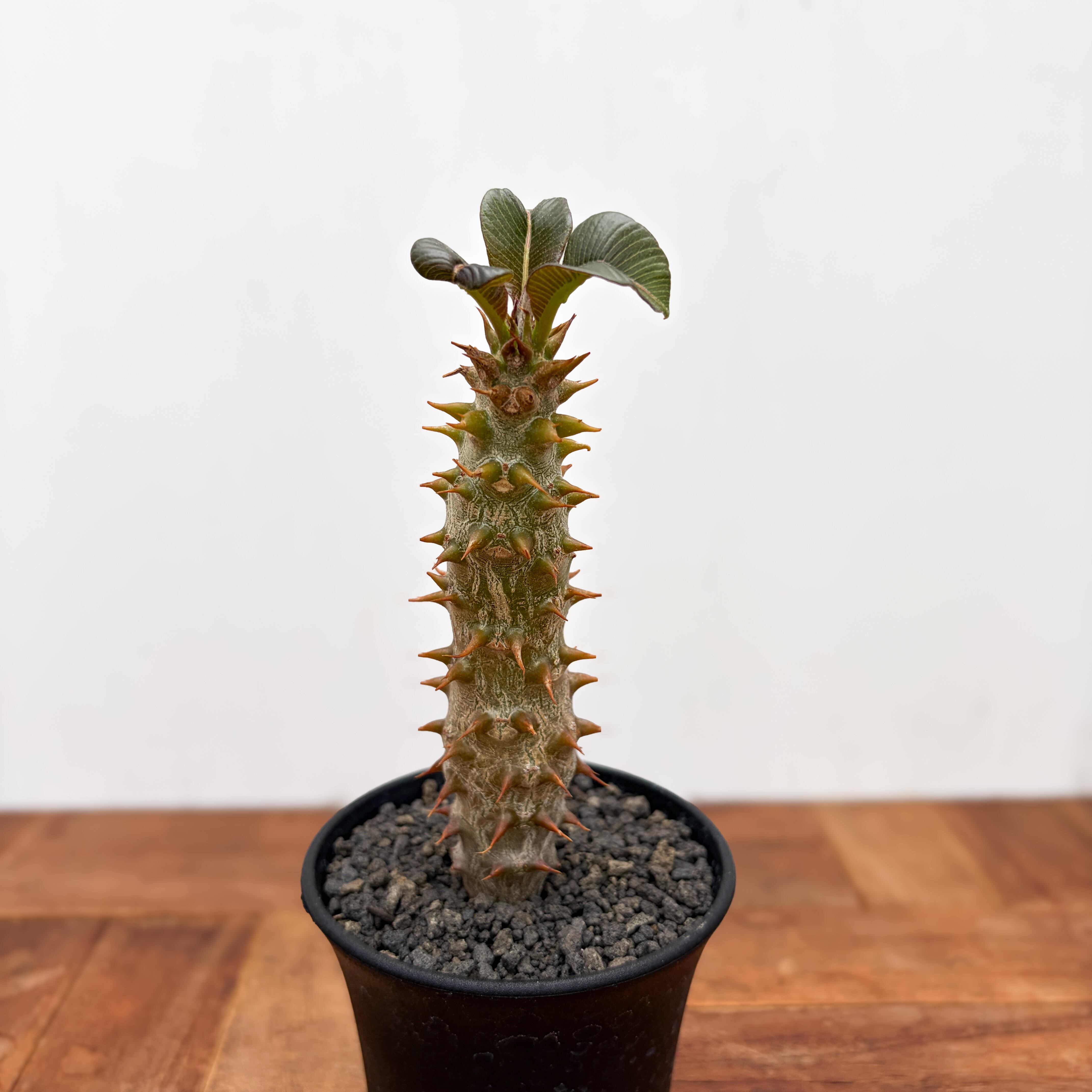 Pachypodium baronii【パキポディウム・バロニー・実生】 | RIMO'S